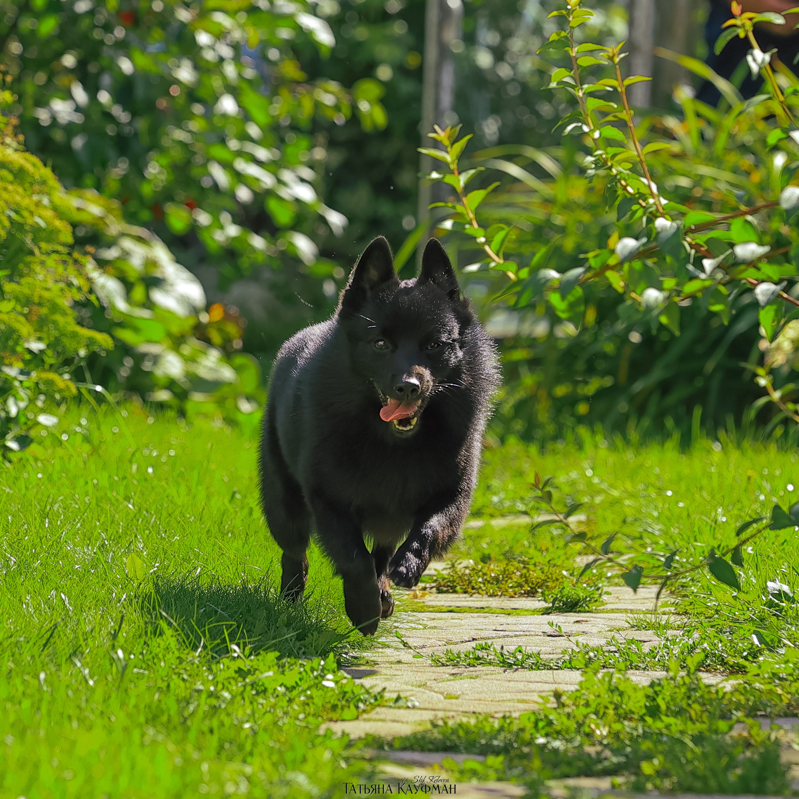 Салюки Флай и Лира. Фотограф Анималист из Новосибирска Татьяна Кауфман