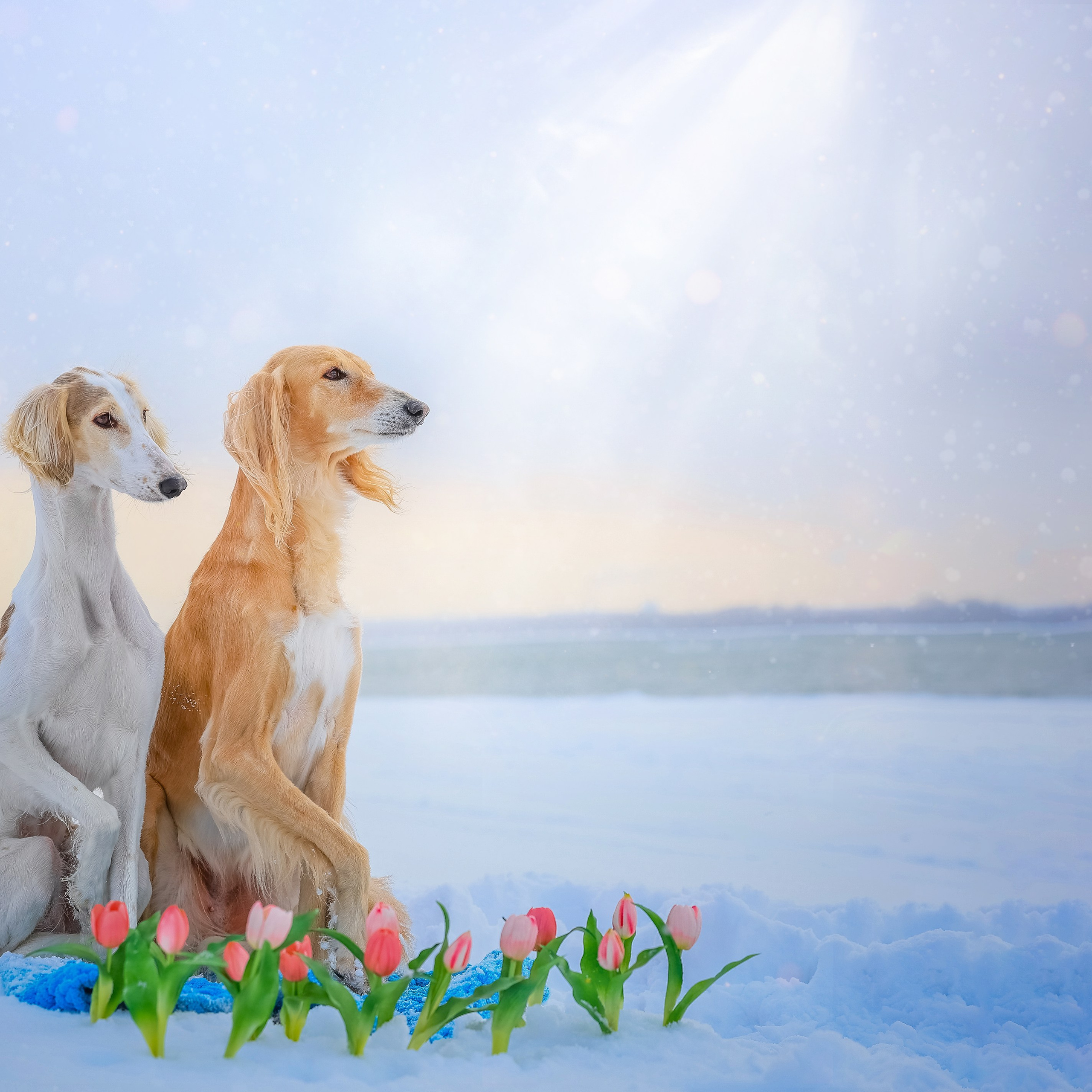 Игры брабансонов. Фотограф Анималист из Новосибирска Татьяна Кауфман