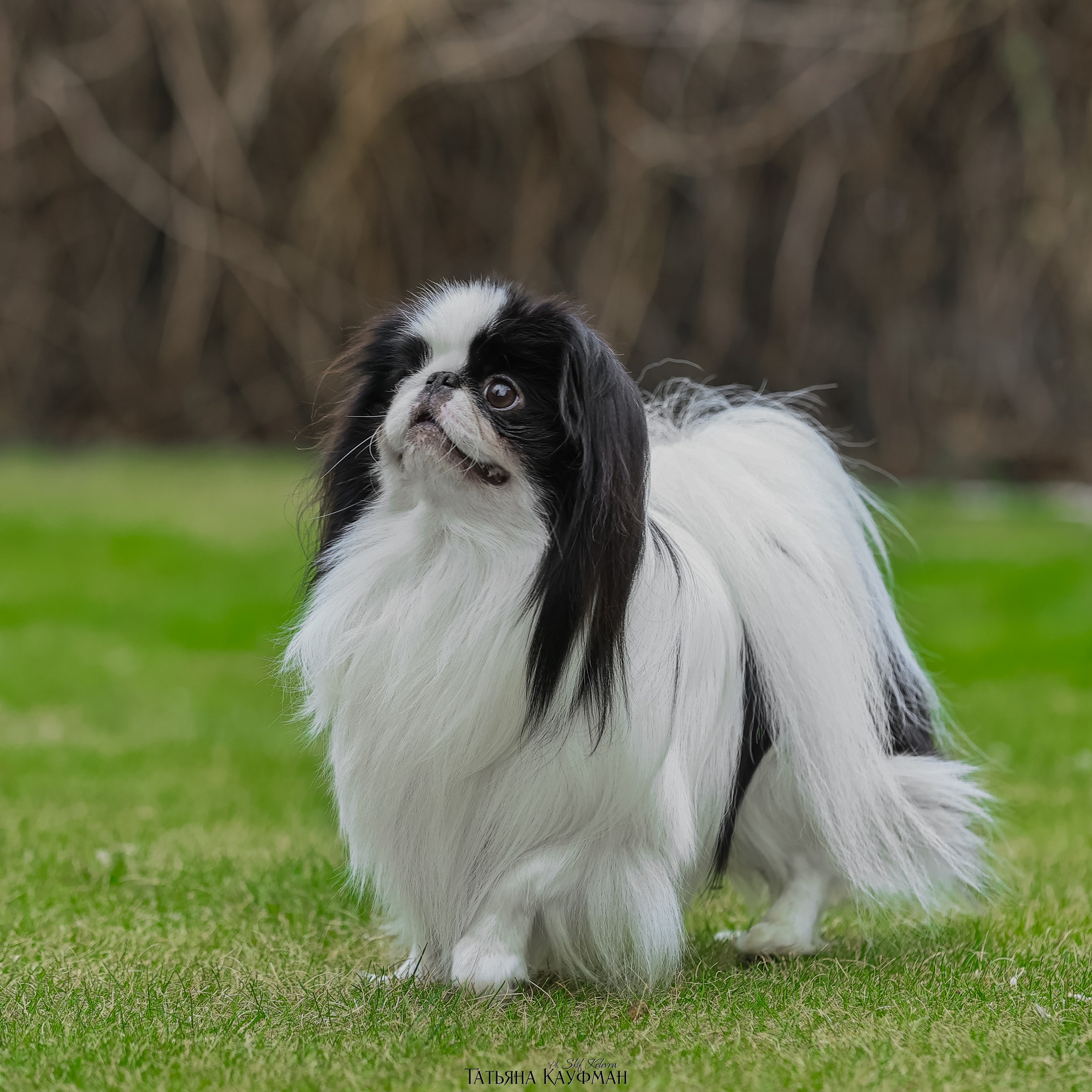 Фотогалерея Татьяны Кауфман. Фотограф Анималист из Новосибирска Татьяна Кауфман