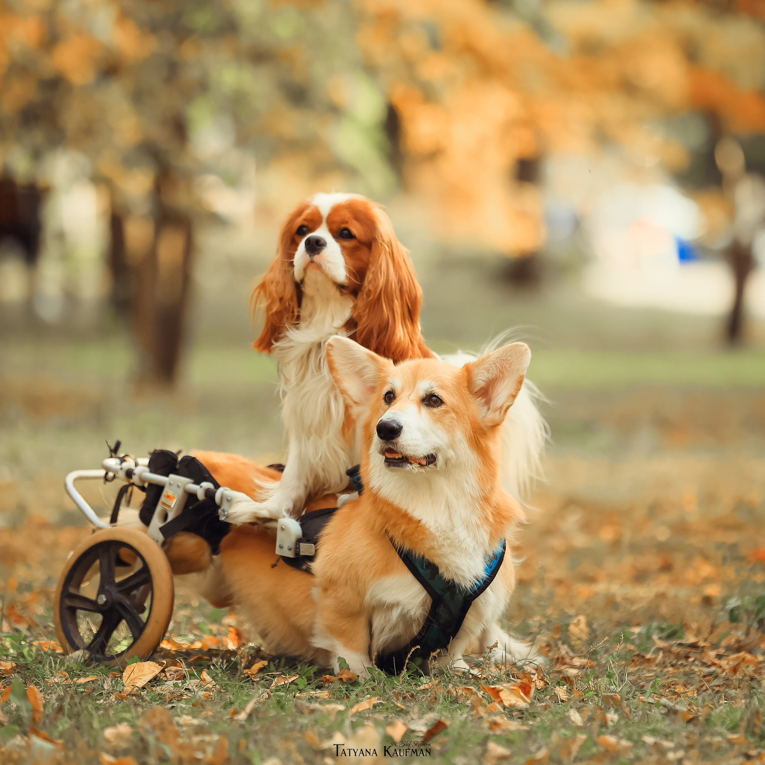 Экспресс Плюша, Ева и Тэддик. Фотограф Анималист из Новосибирска Татьяна Кауфман