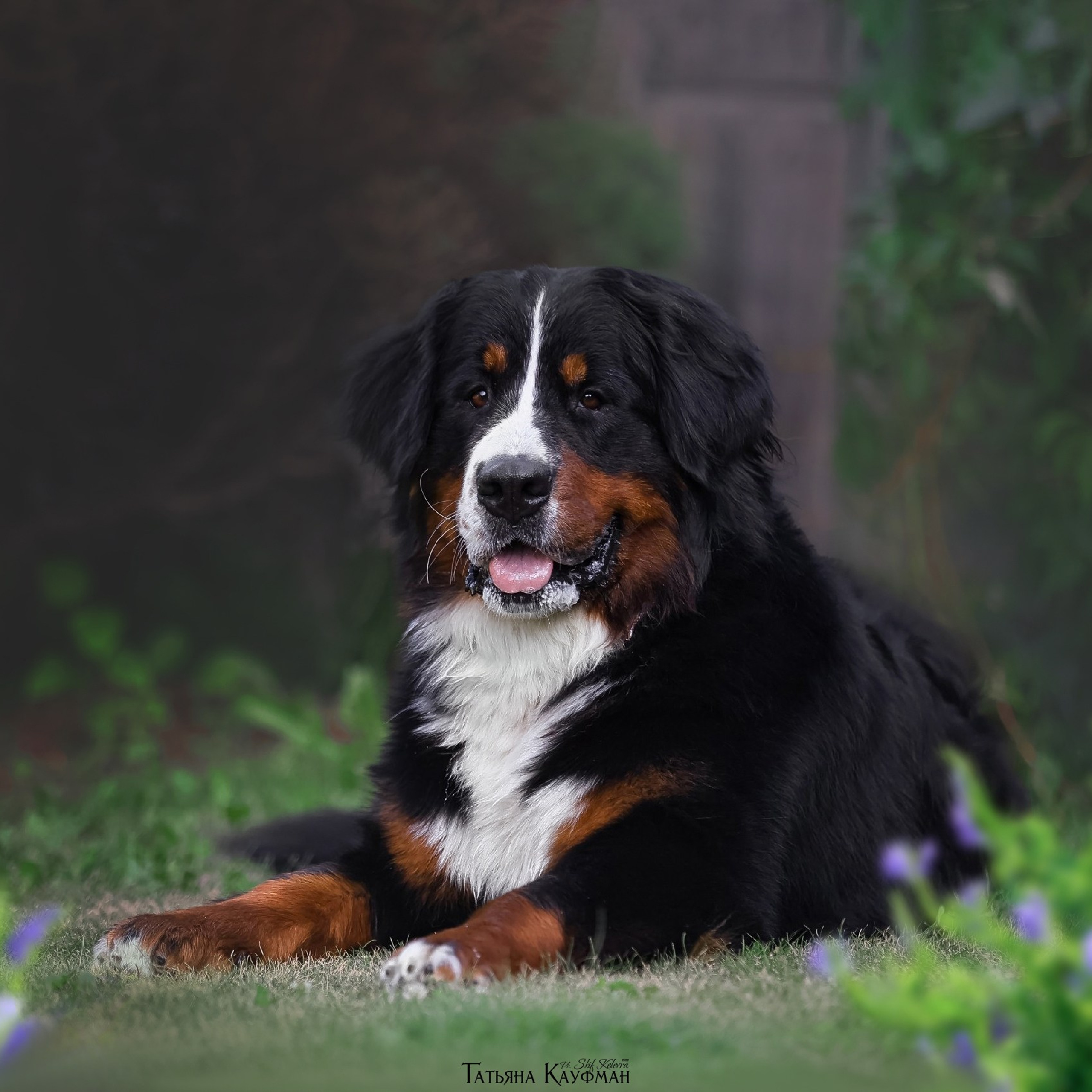 Экспресс Плюша, Ева и Тэддик. Фотограф Анималист из Новосибирска Татьяна Кауфман