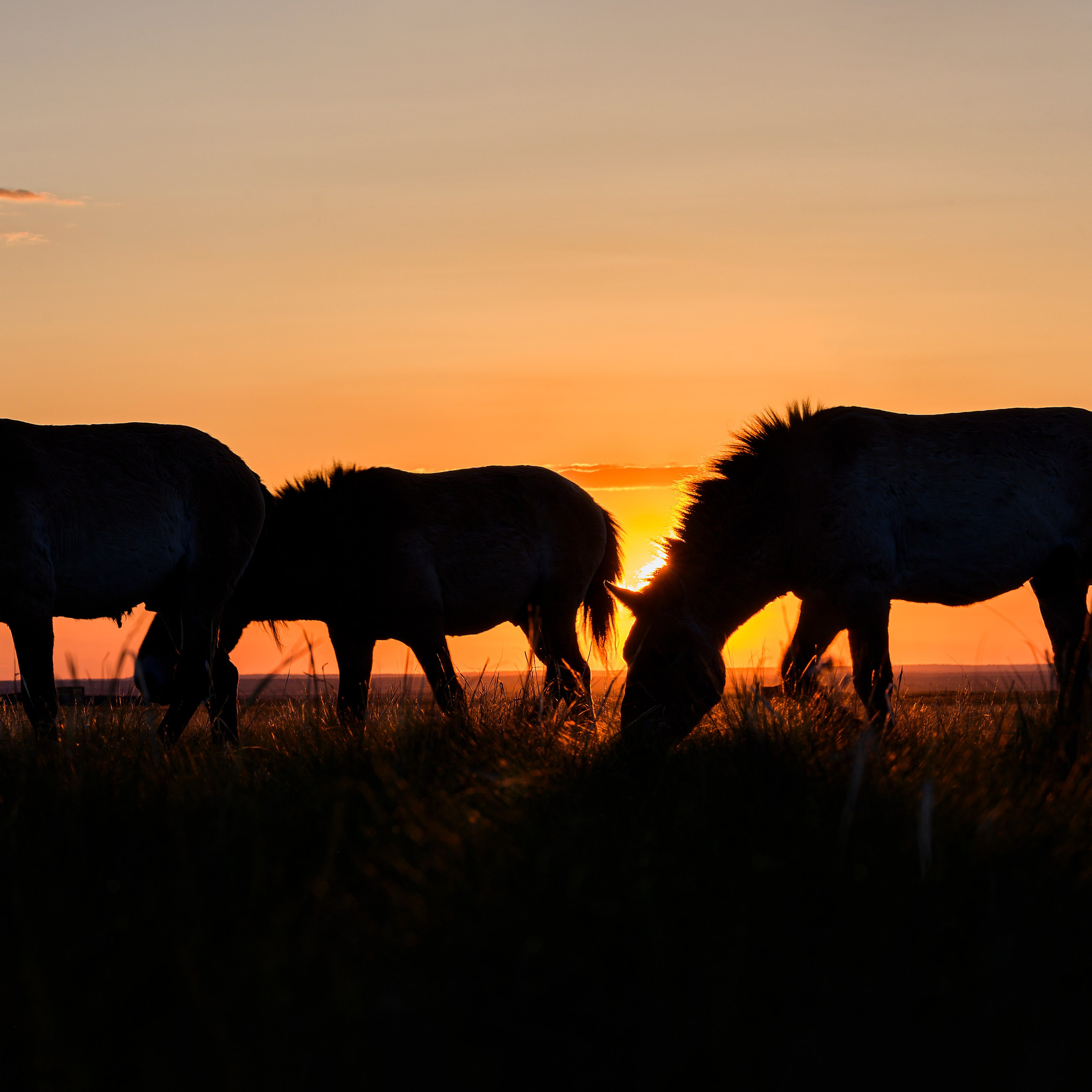 Оренбуржье