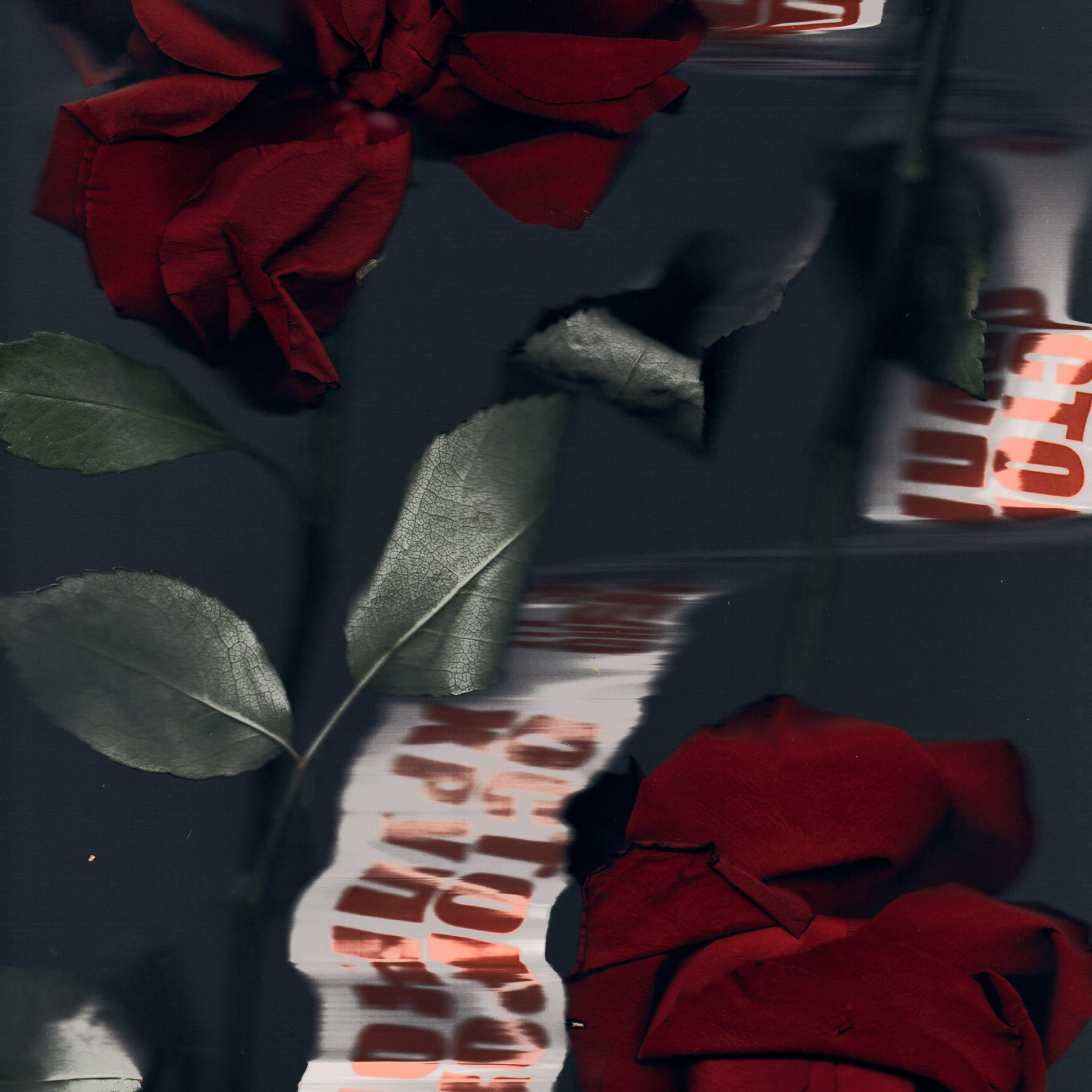 Distorted Botanicals & Objects. Сканография