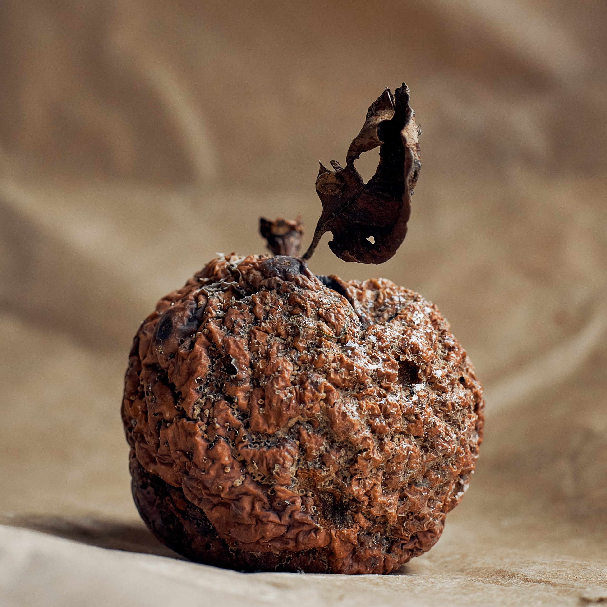 «Wabi-Sabi Still Life — Decayed Apple Fine Art Photography»