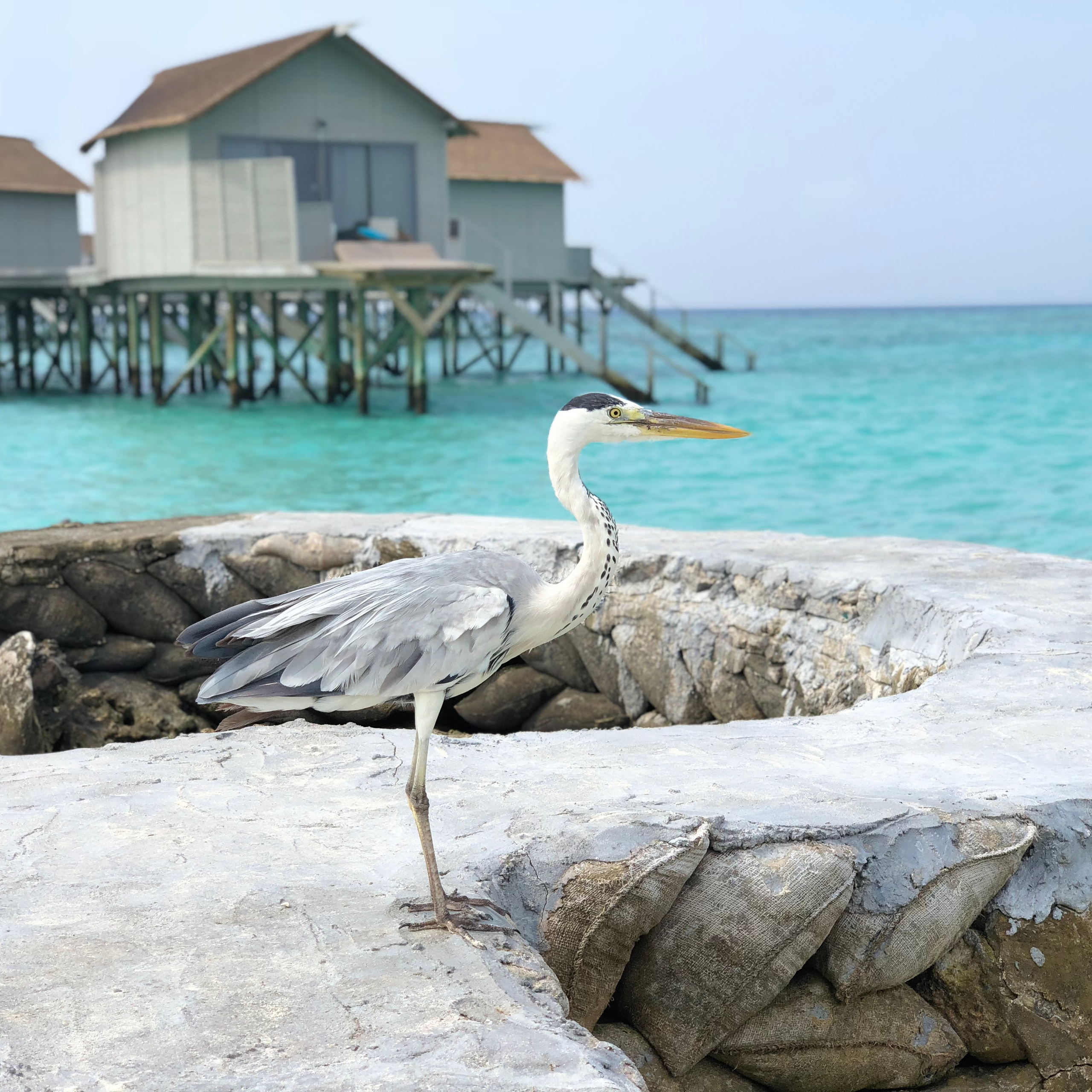 Бронирование резорт Мальдивы