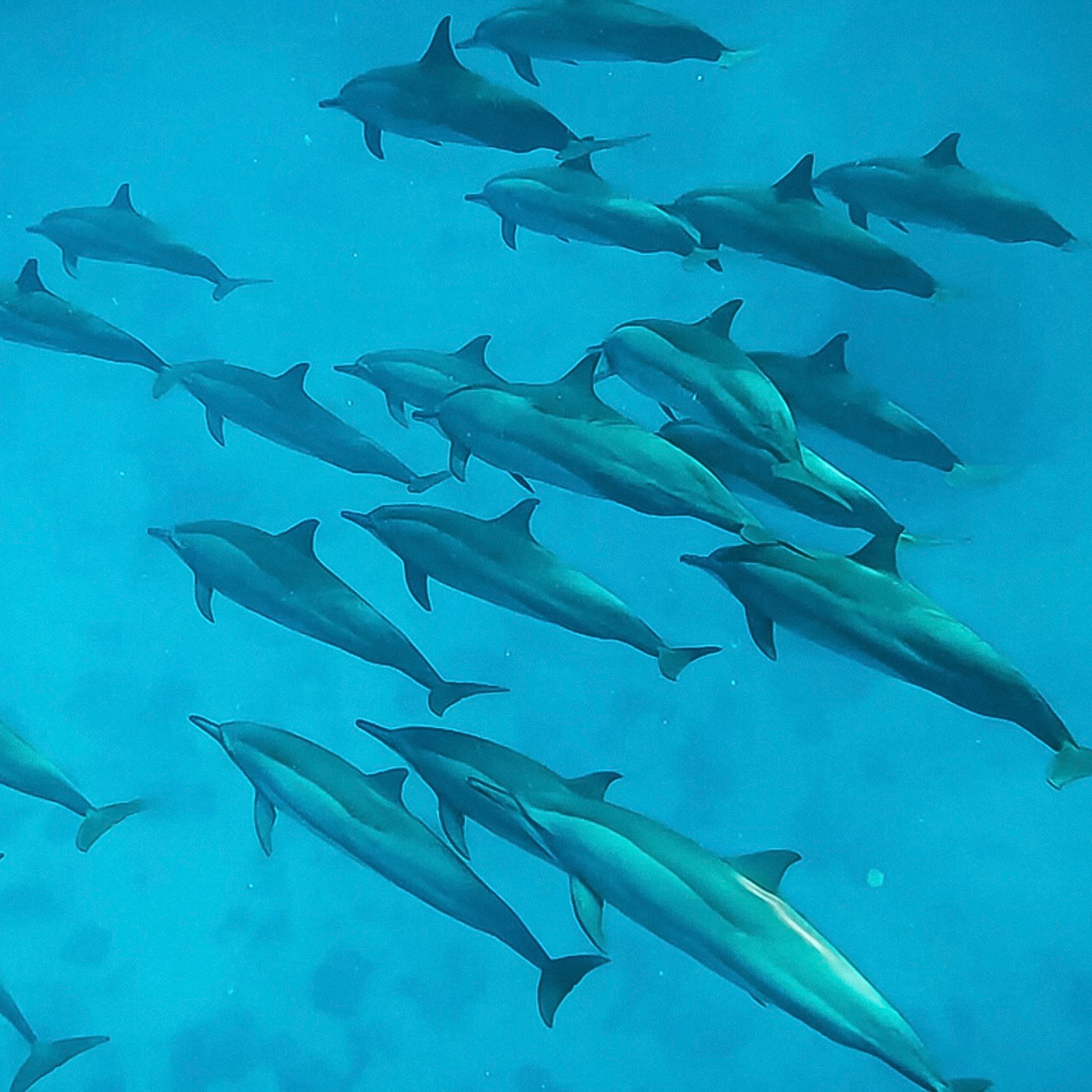 EXCURSIONS IN THE MALDIVES