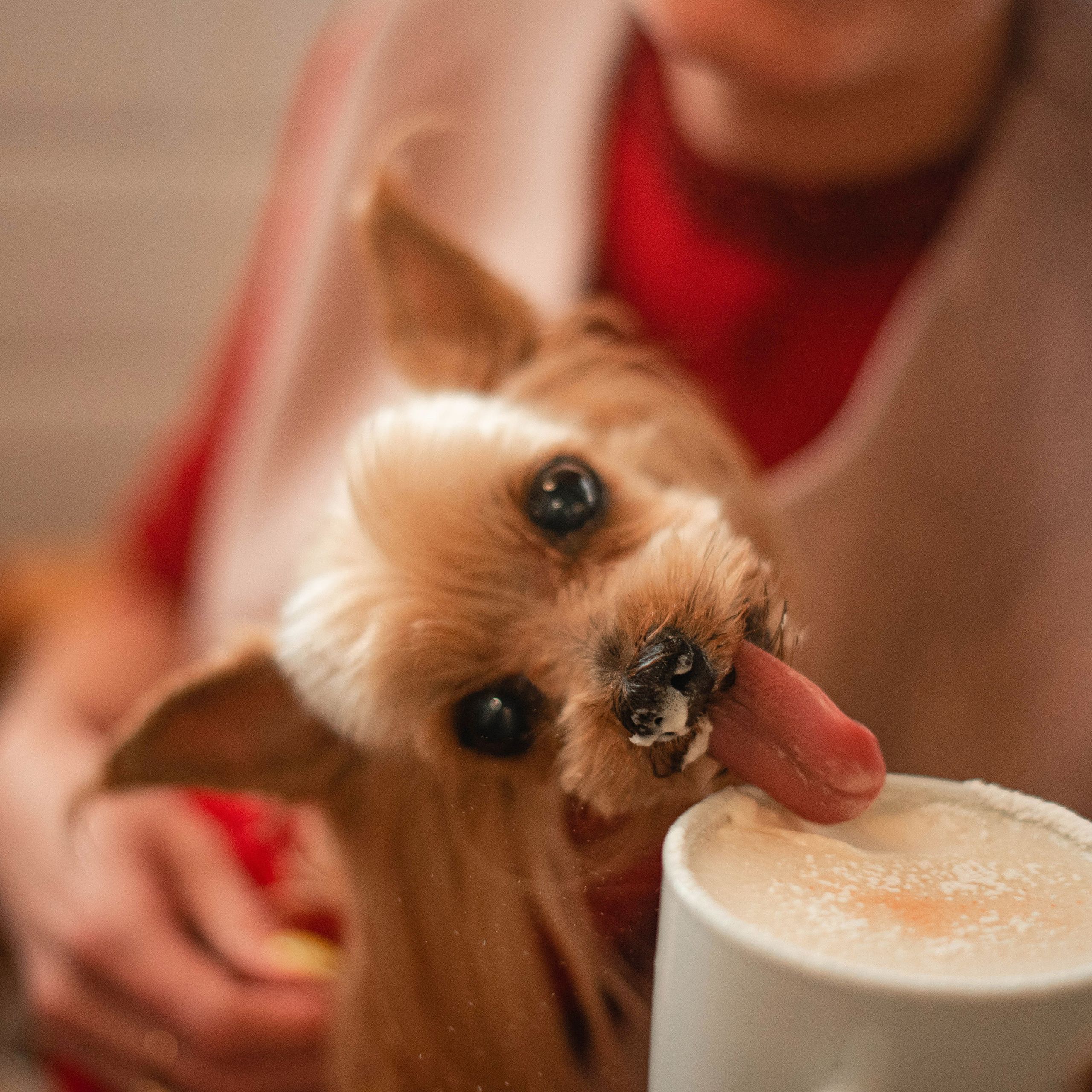 Ира и Вжик. Фотограф — анималист Саратов/Москва|Плужникова Юлия