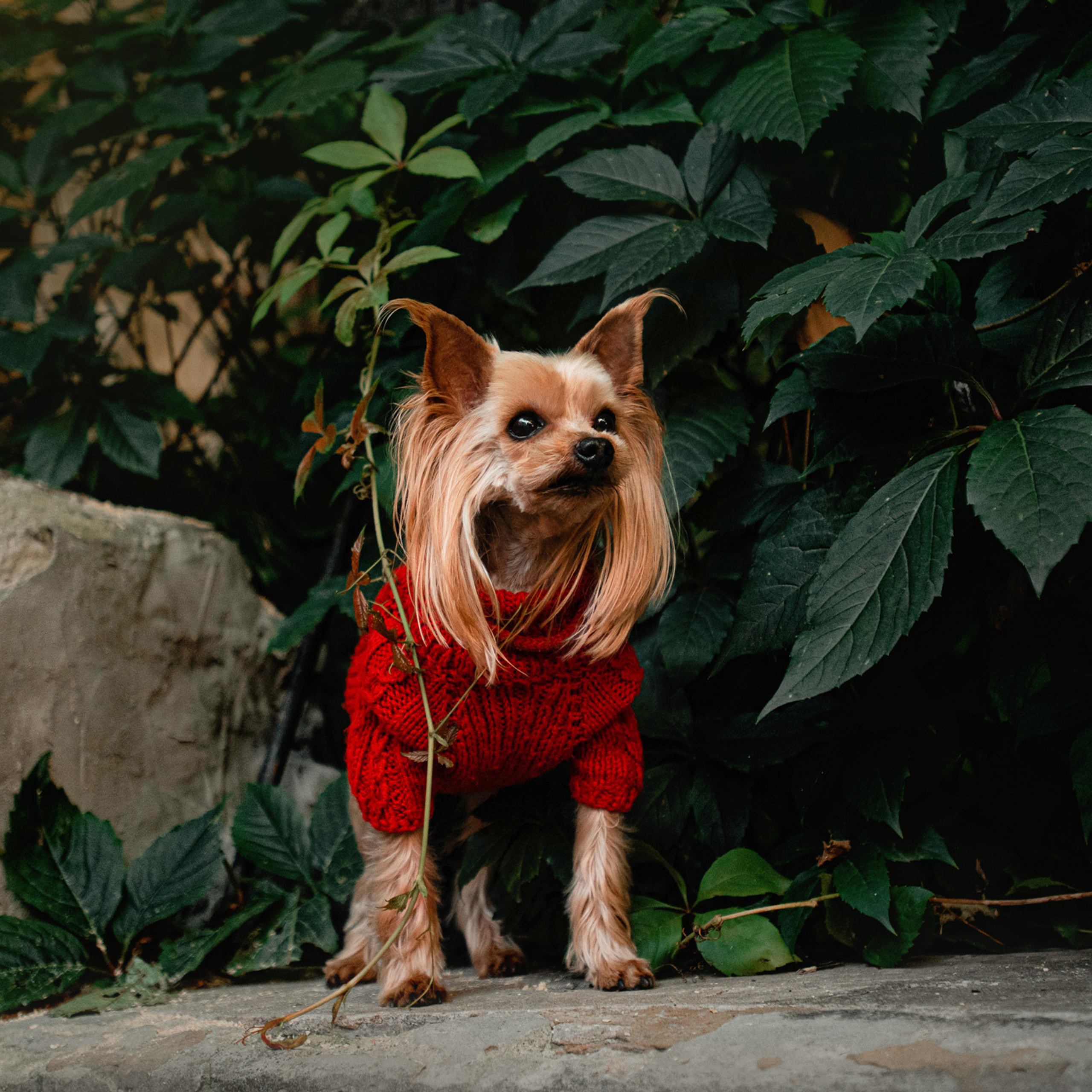 Ира и Вжик. Фотограф — анималист Саратов/Москва|Плужникова Юлия