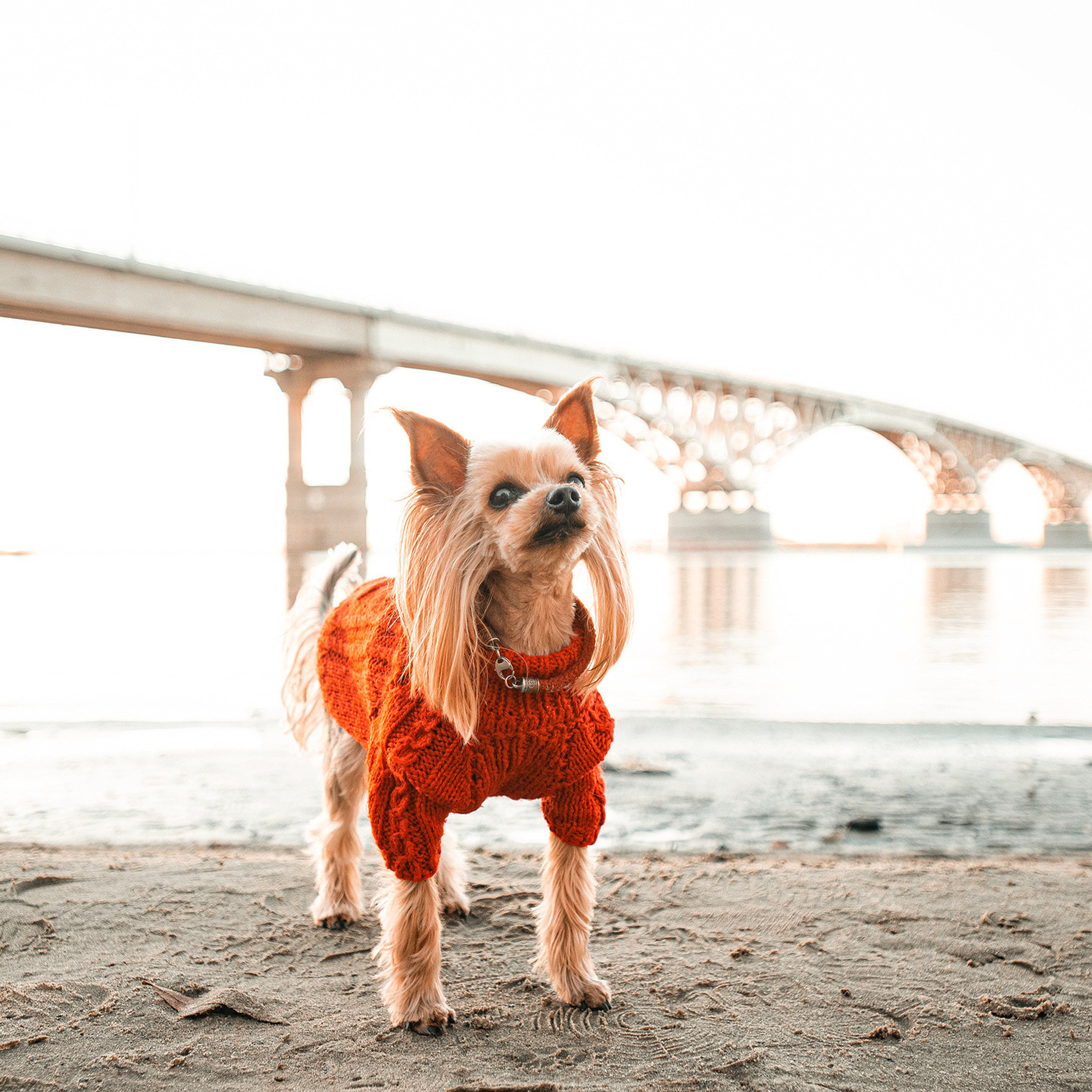 Ира и Вжик. Фотограф — анималист Саратов/Москва|Плужникова Юлия