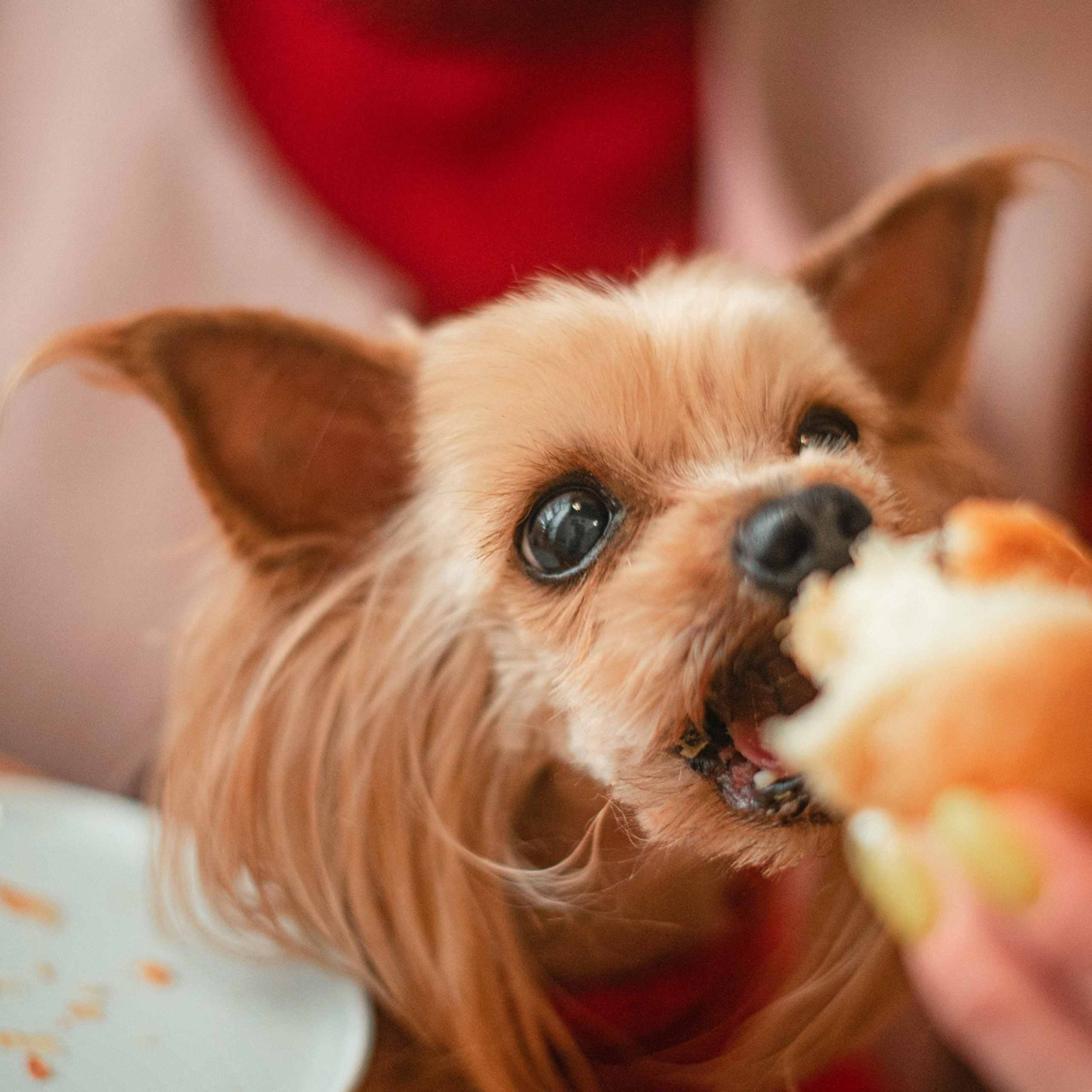 Ира и Вжик. Фотограф — анималист Саратов/Москва|Плужникова Юлия