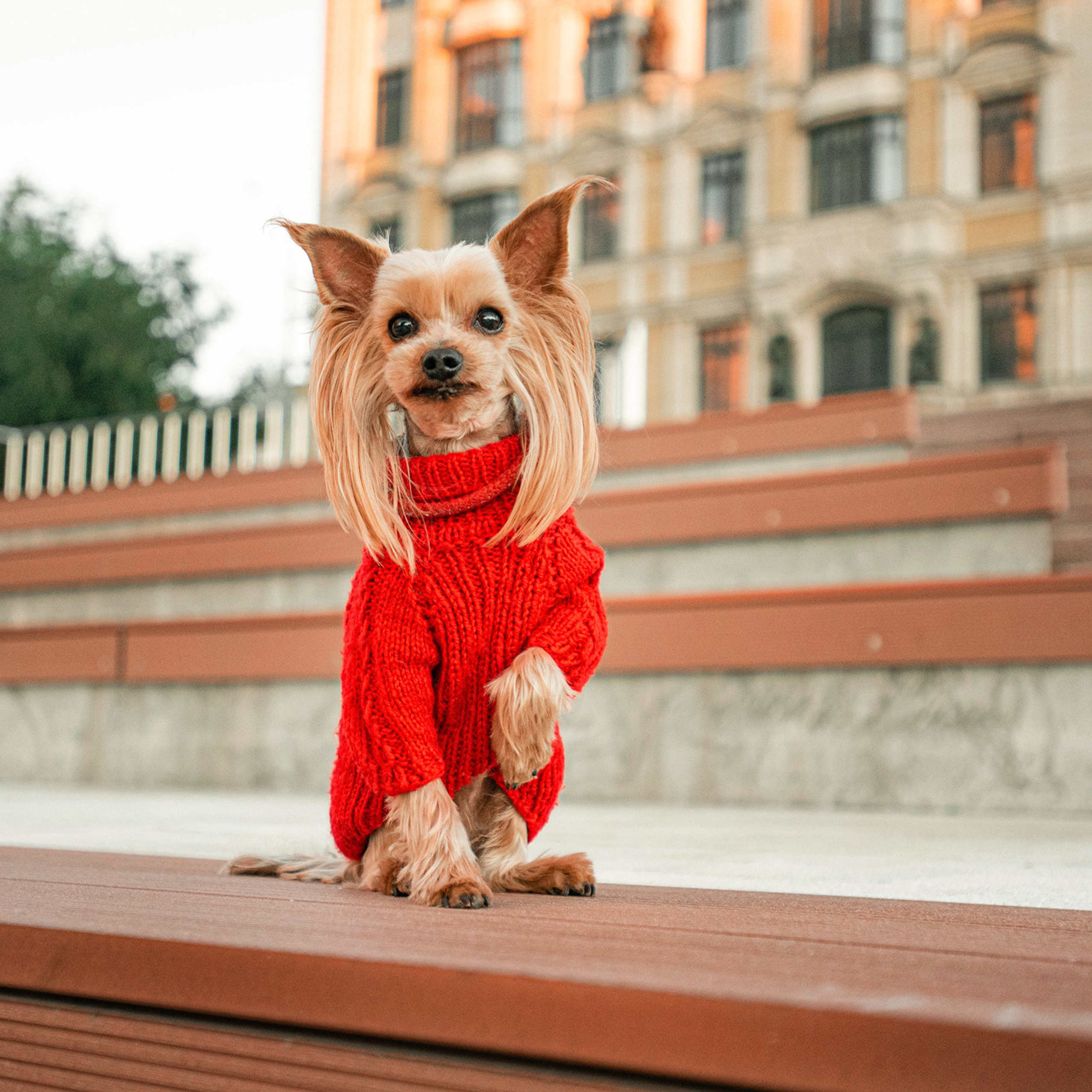 Ира и Вжик. Фотограф — анималист Саратов/Москва|Плужникова Юлия