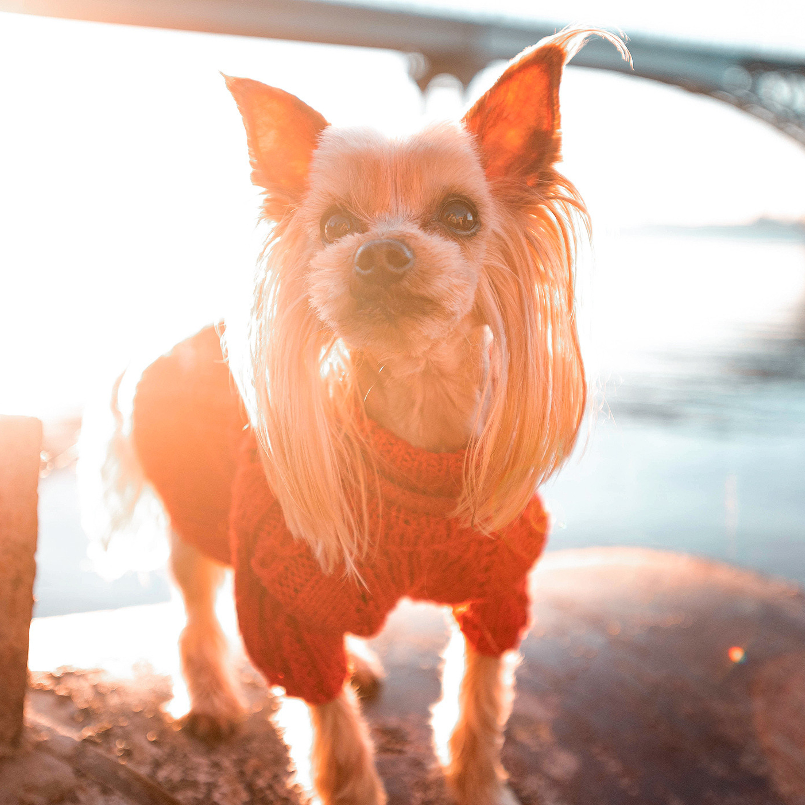 Ира и Вжик. Фотограф — анималист Саратов/Москва|Плужникова Юлия