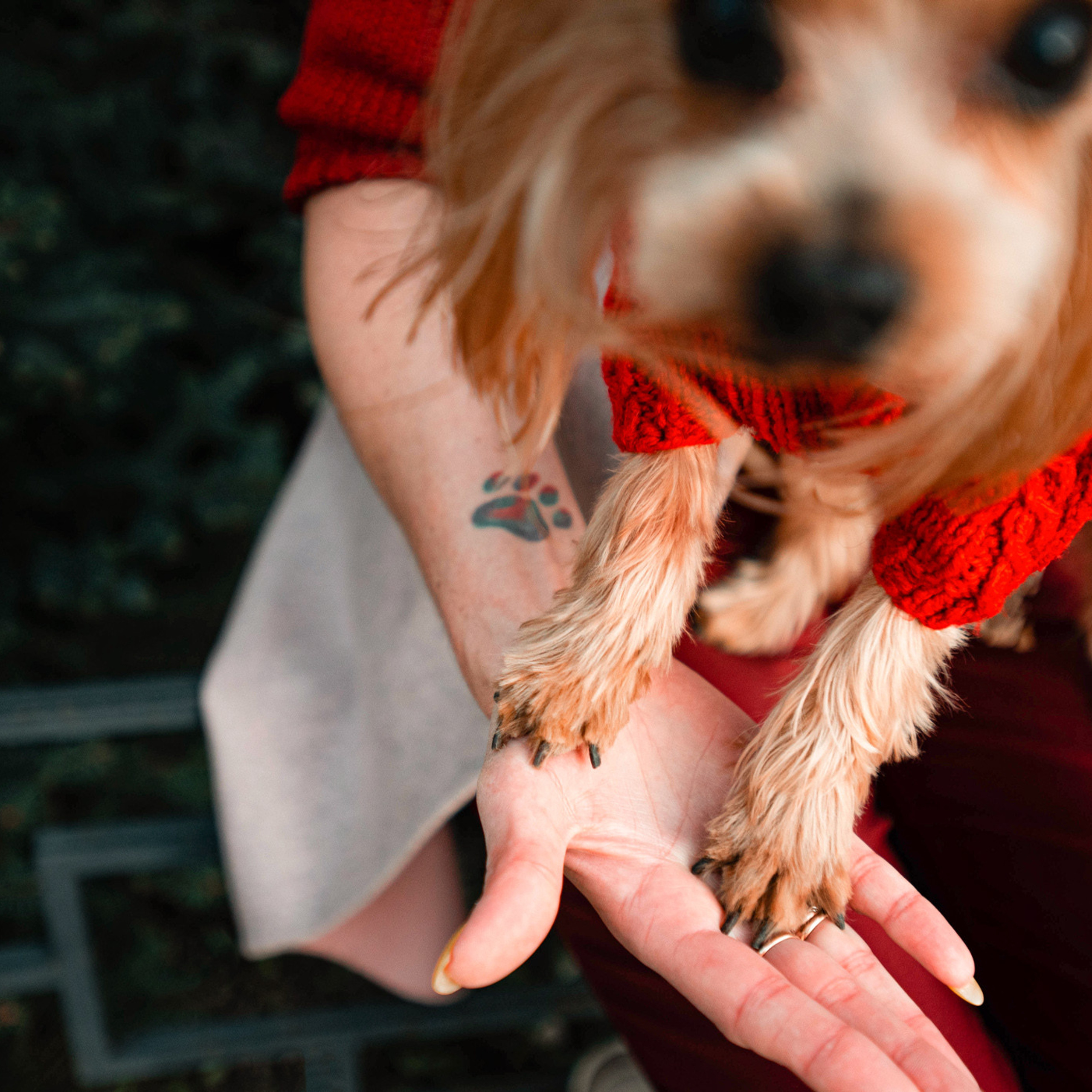 Ира и Вжик. Фотограф — анималист Саратов/Москва|Плужникова Юлия