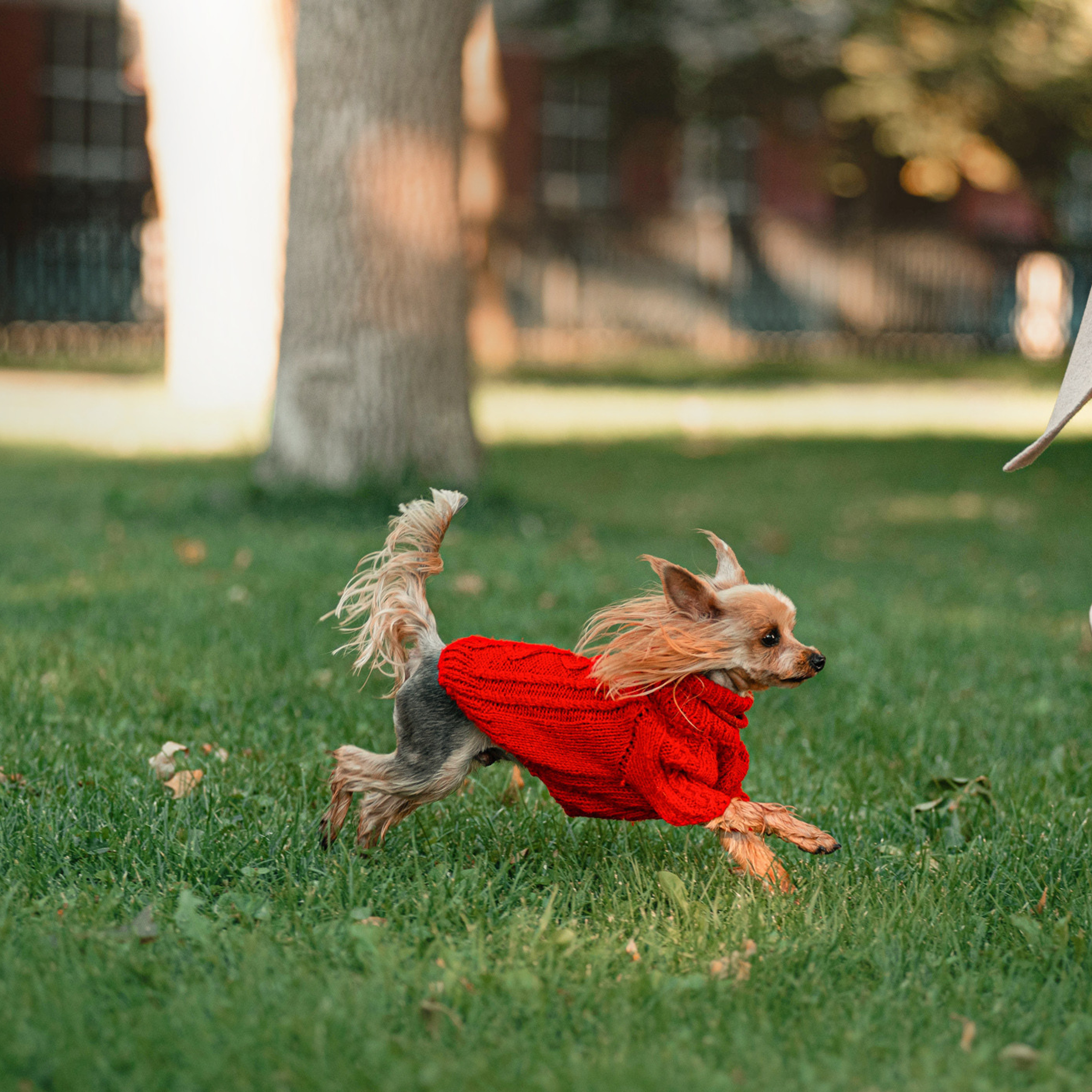 Ира и Вжик. Фотограф — анималист Саратов/Москва|Плужникова Юлия