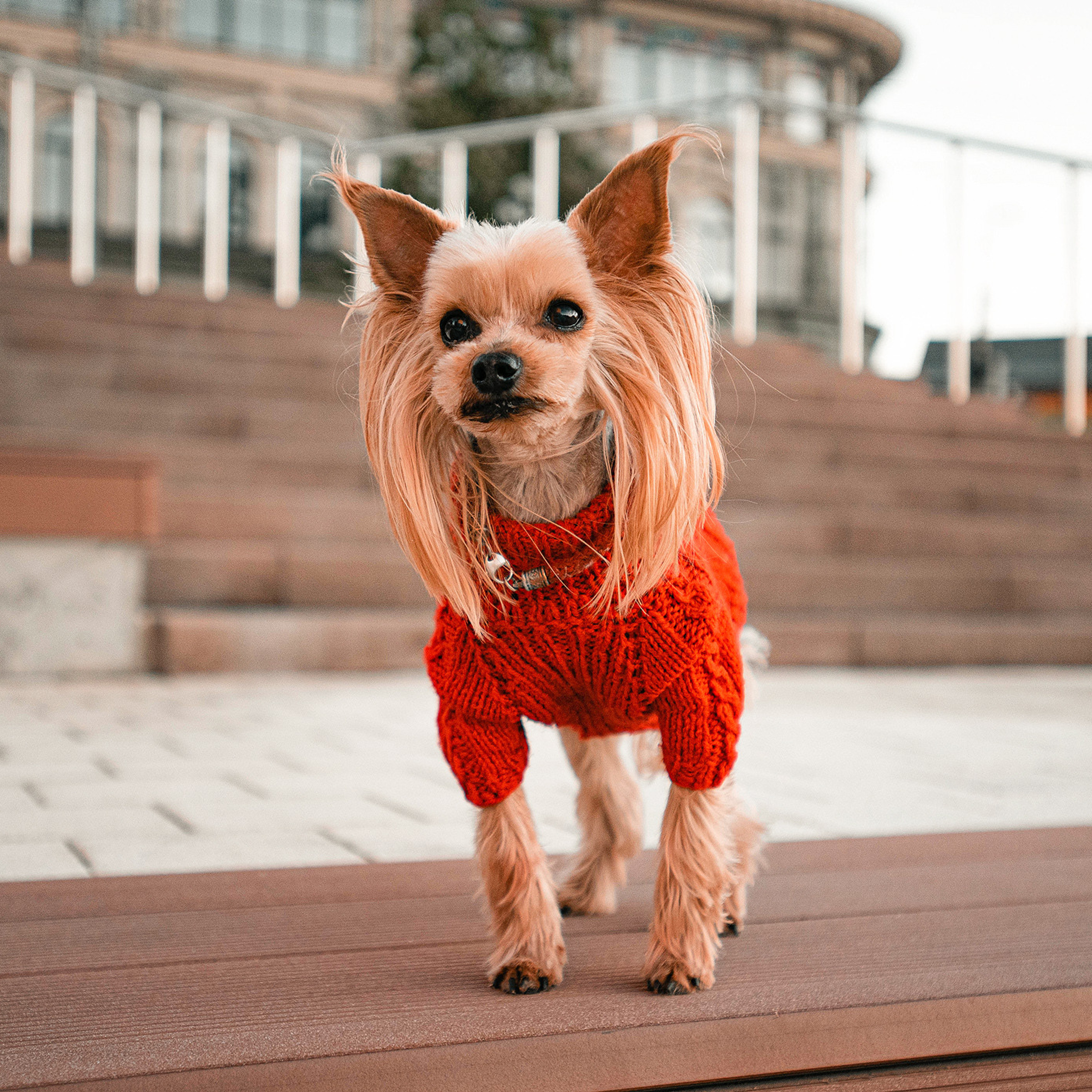 Ира и Вжик. Фотограф — анималист Саратов/Москва|Плужникова Юлия