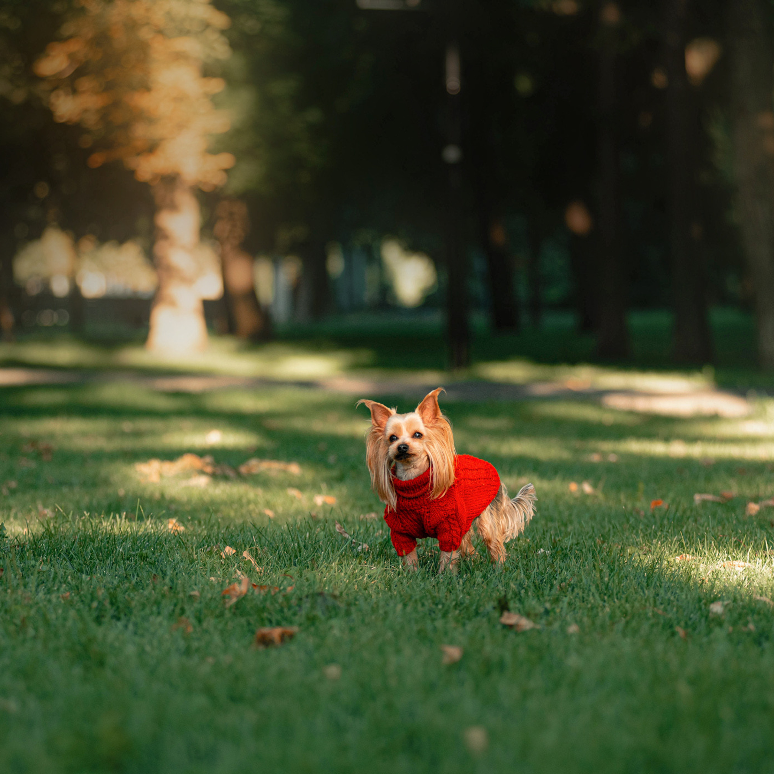 Ира и Вжик. Фотограф — анималист Саратов/Москва|Плужникова Юлия