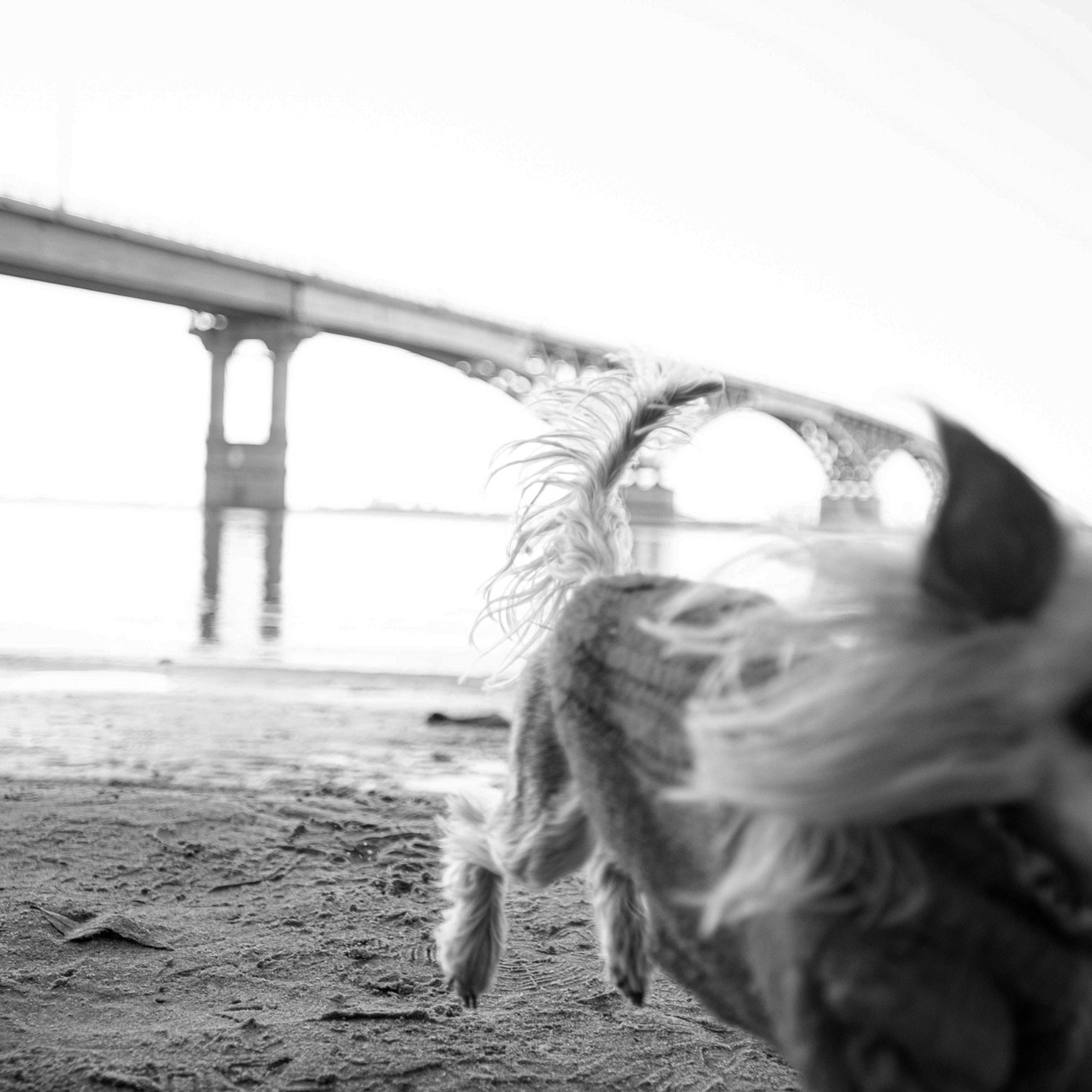 Ира и Вжик. Фотограф — анималист Саратов/Москва|Плужникова Юлия