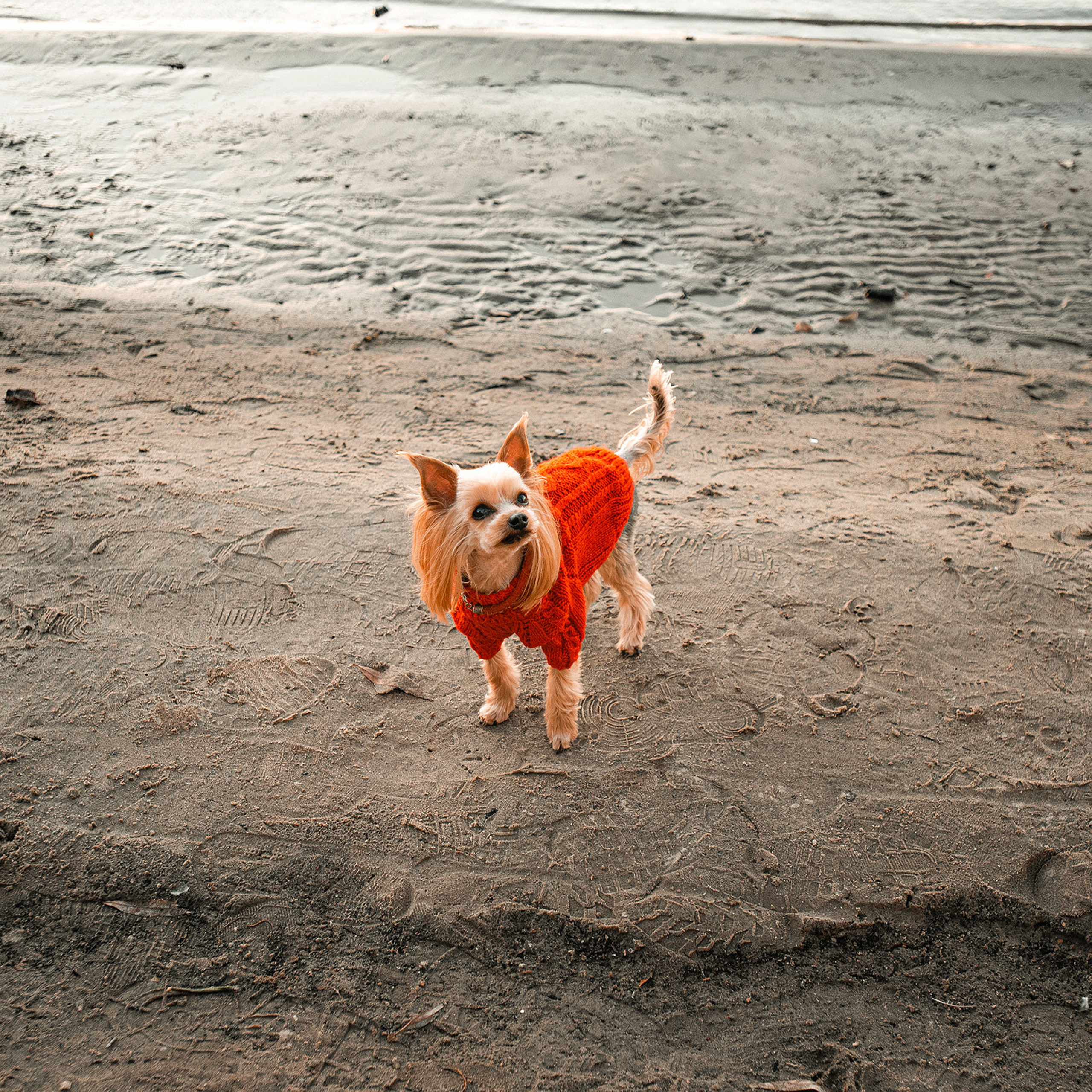 Ира и Вжик. Фотограф — анималист Саратов/Москва|Плужникова Юлия