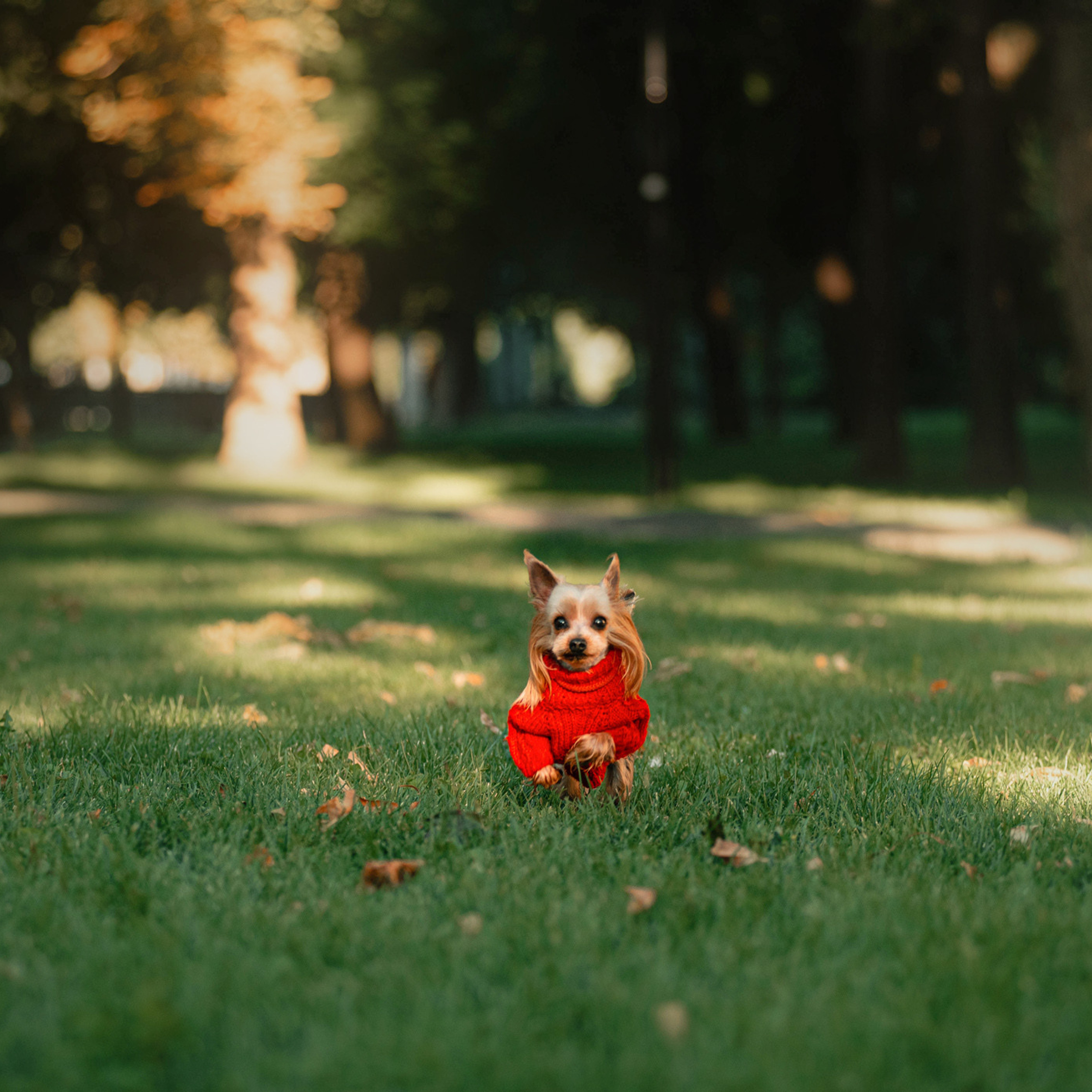 Ира и Вжик. Фотограф — анималист Саратов/Москва|Плужникова Юлия