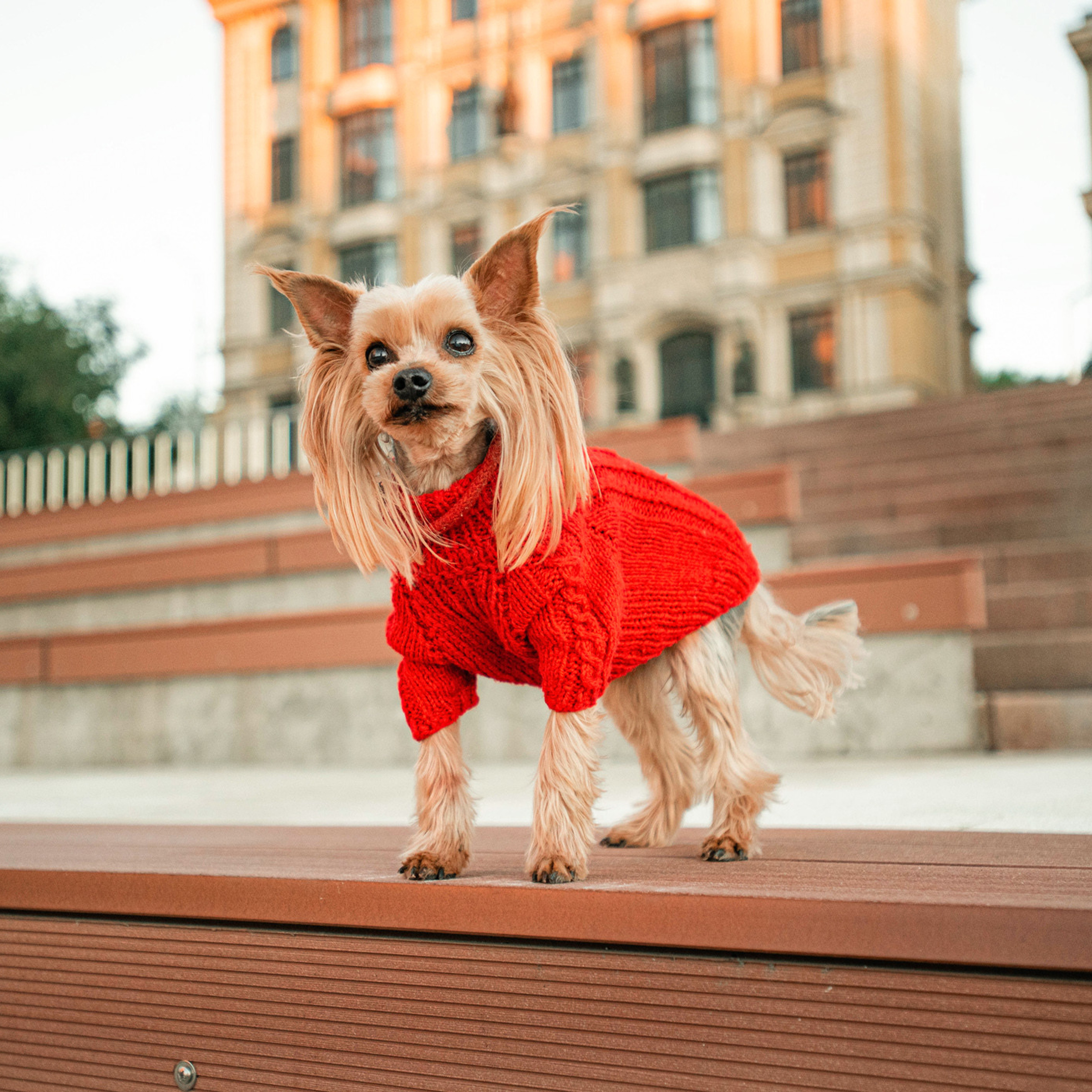 Ира и Вжик. Фотограф — анималист Саратов/Москва|Плужникова Юлия