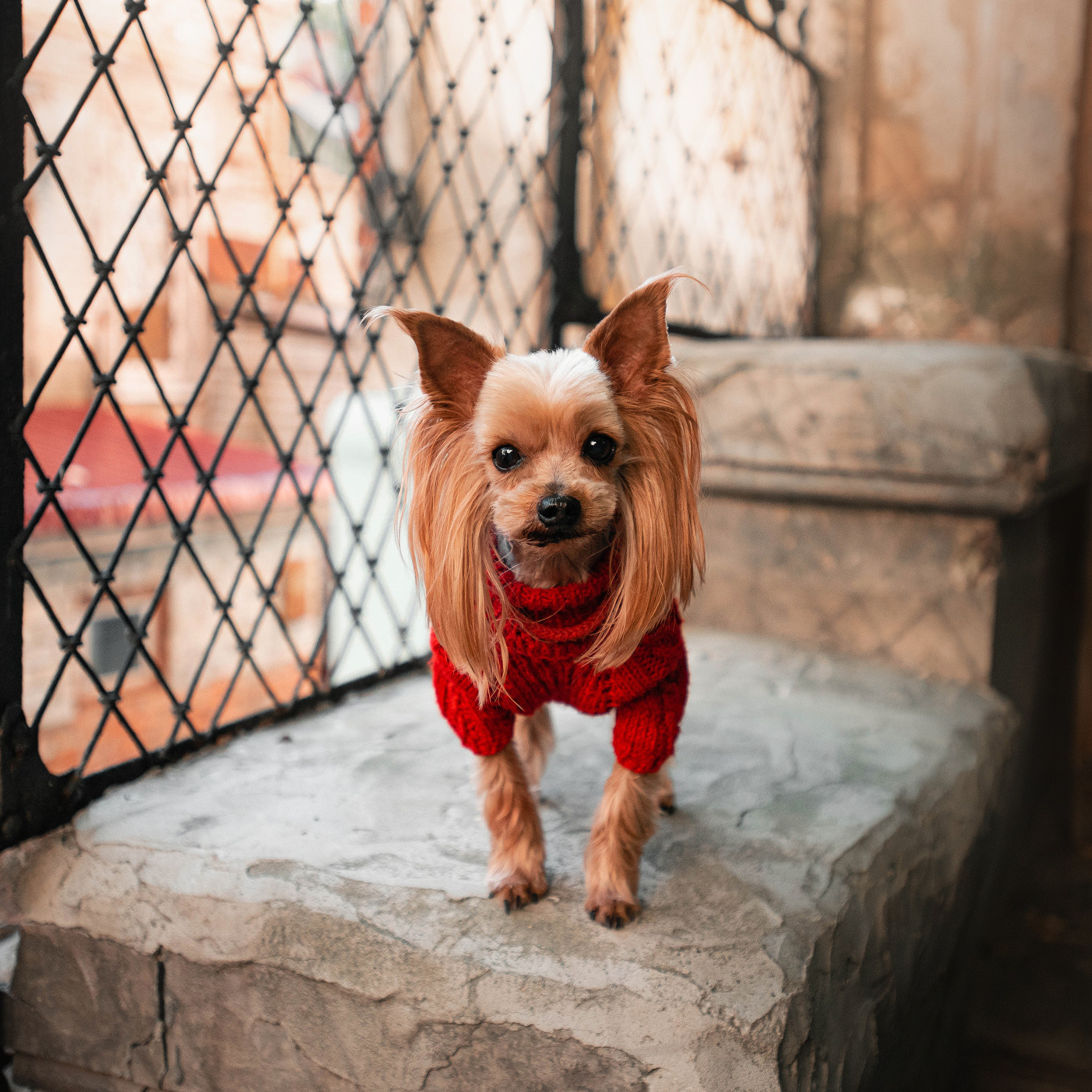 Ира и Вжик. Фотограф — анималист Саратов/Москва|Плужникова Юлия