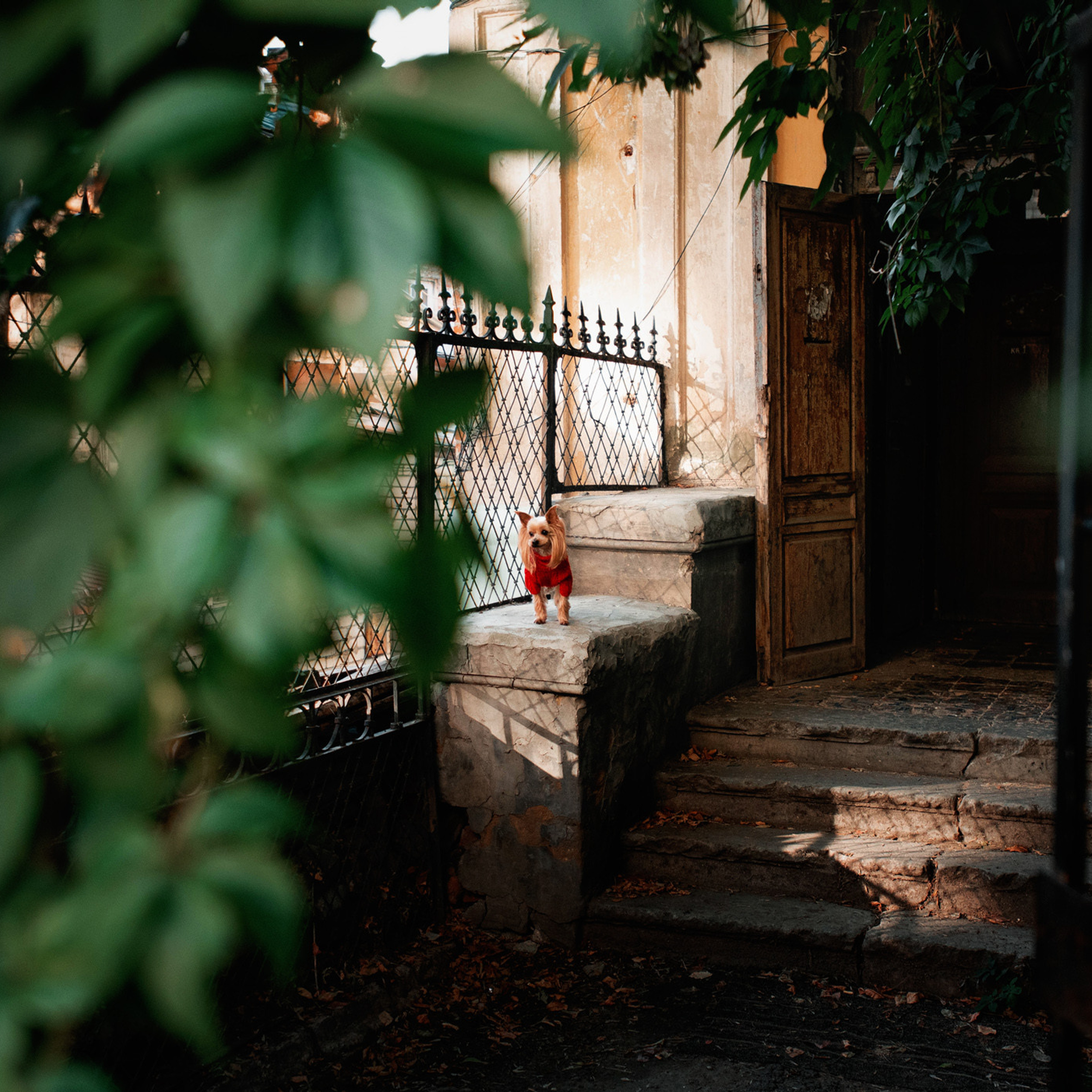 Ира и Вжик. Фотограф — анималист Саратов/Москва|Плужникова Юлия