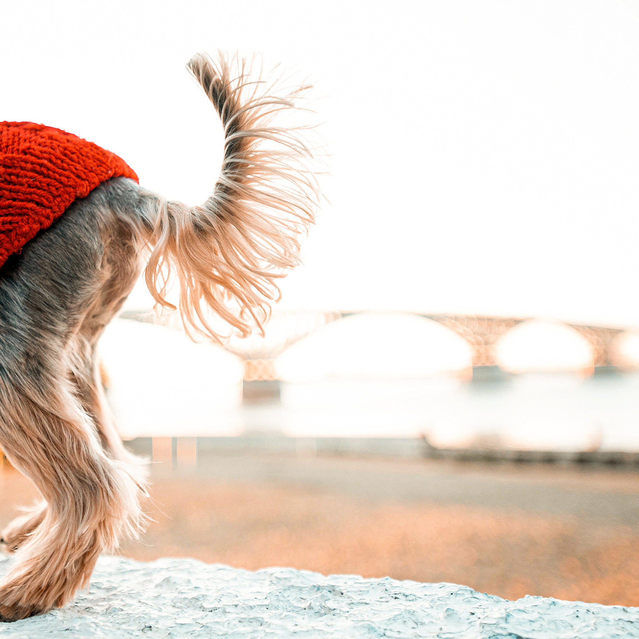 Ира и Вжик. Фотограф — анималист Саратов/Москва|Плужникова Юлия