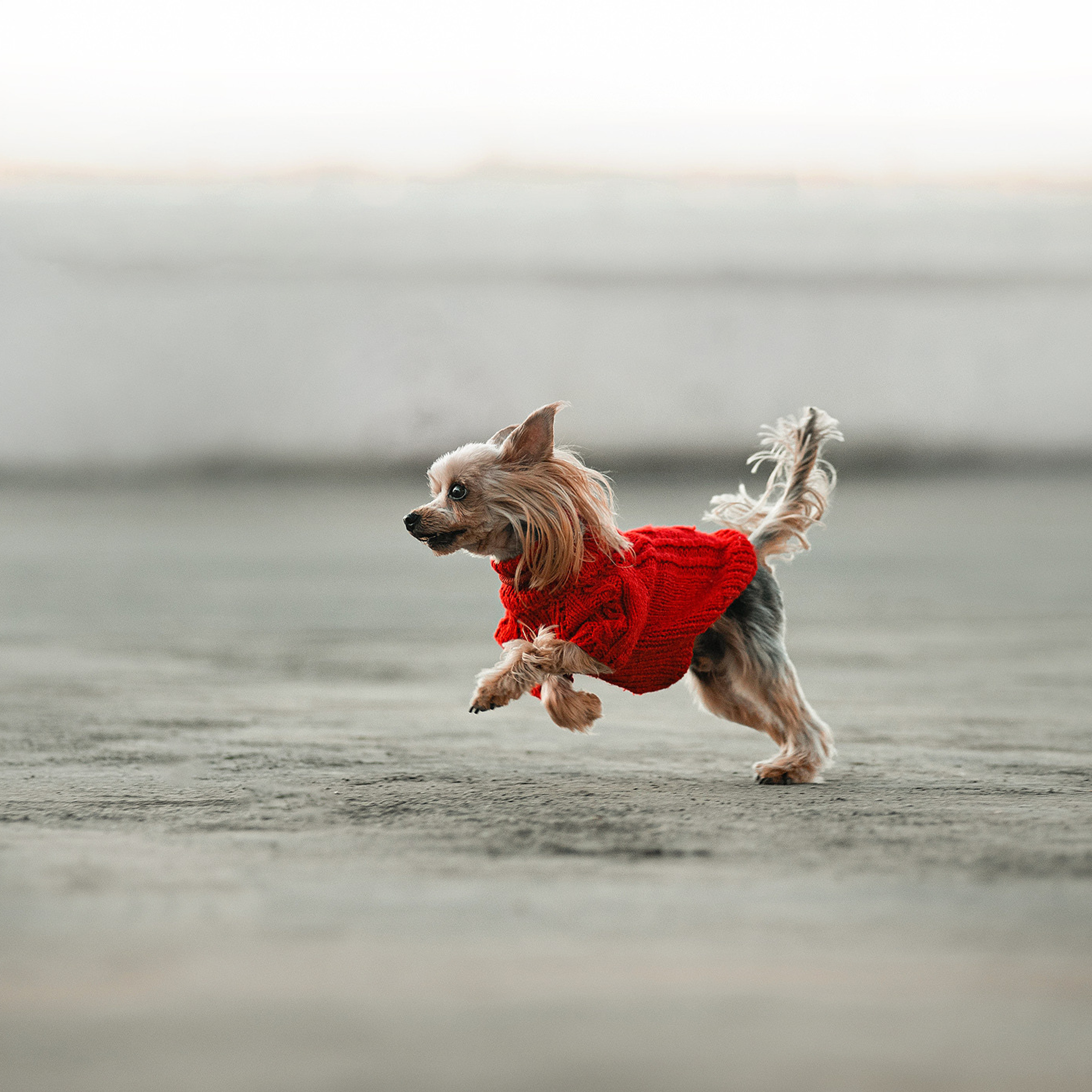 Ира и Вжик. Фотограф — анималист Саратов/Москва|Плужникова Юлия