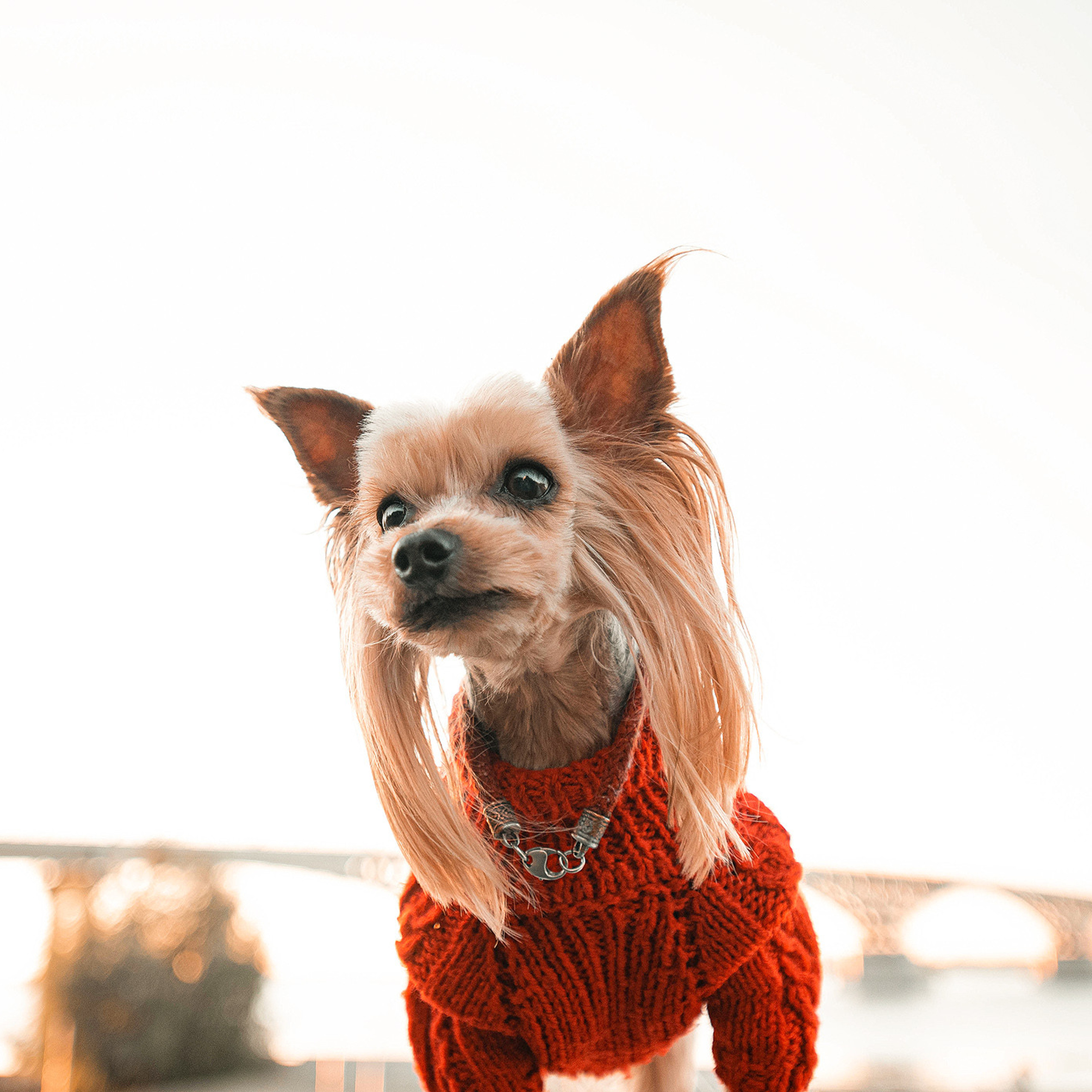 Ира и Вжик. Фотограф — анималист Саратов/Москва|Плужникова Юлия