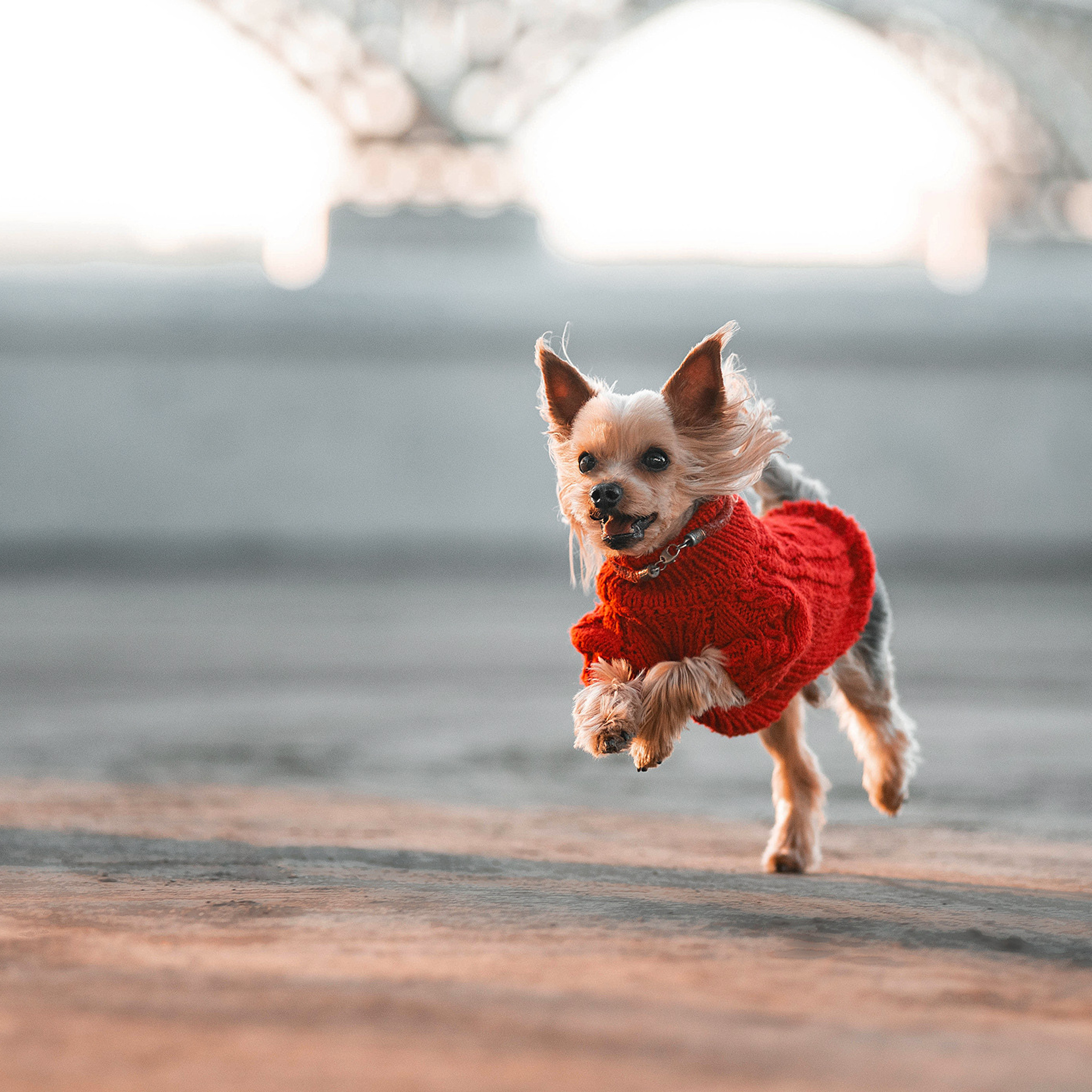 Ира и Вжик. Фотограф — анималист Саратов/Москва|Плужникова Юлия