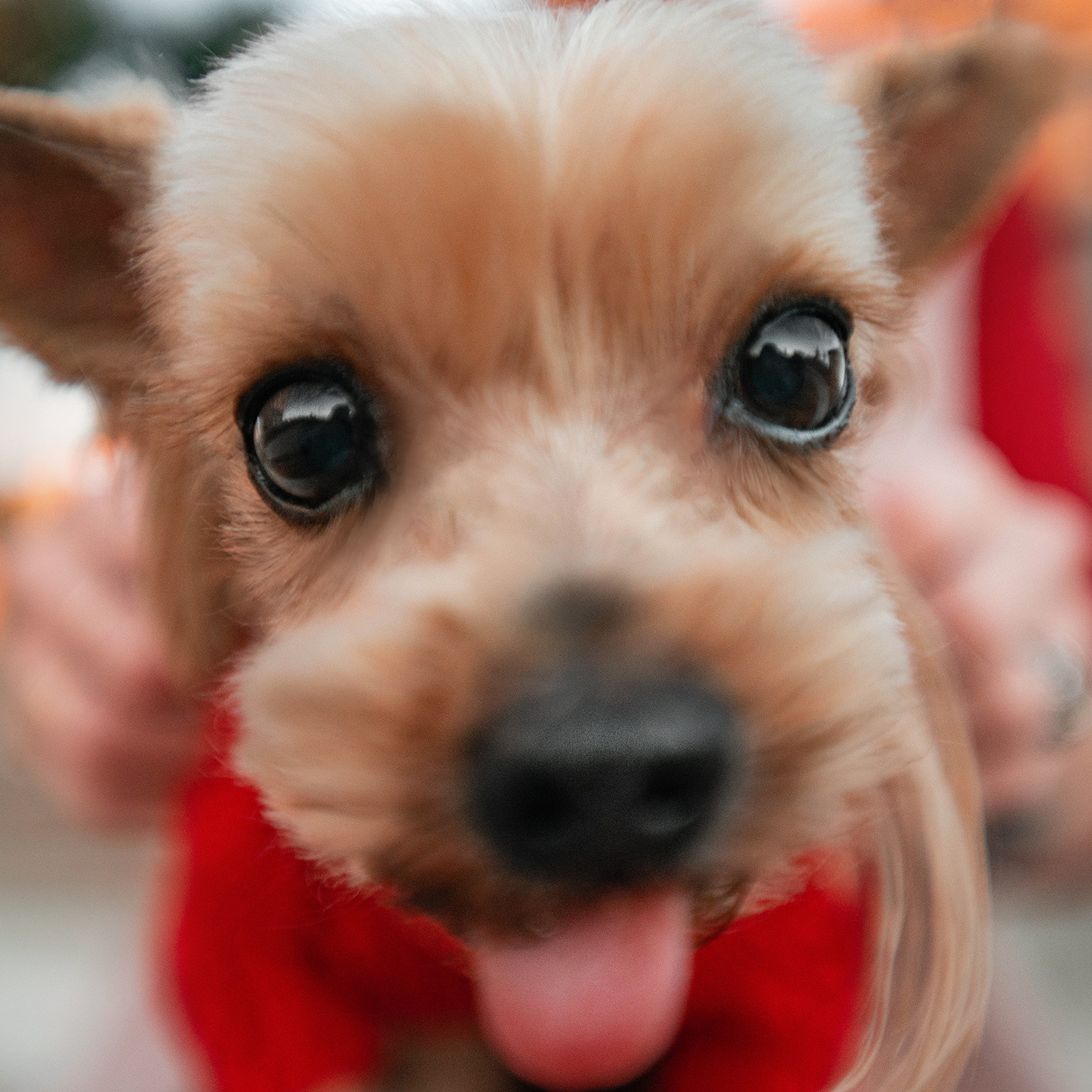 Ира и Вжик. Фотограф — анималист Саратов/Москва|Плужникова Юлия