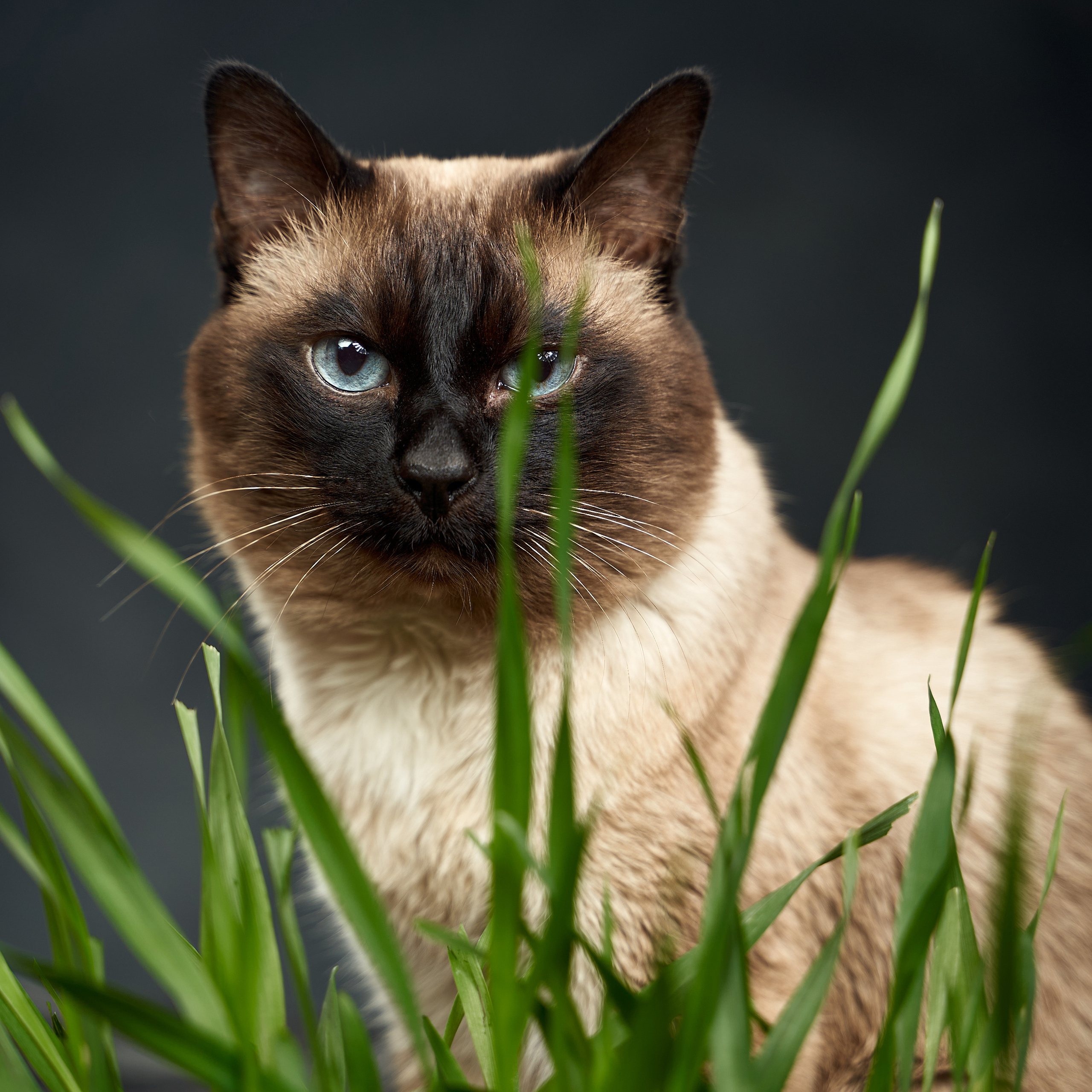 Pet photography