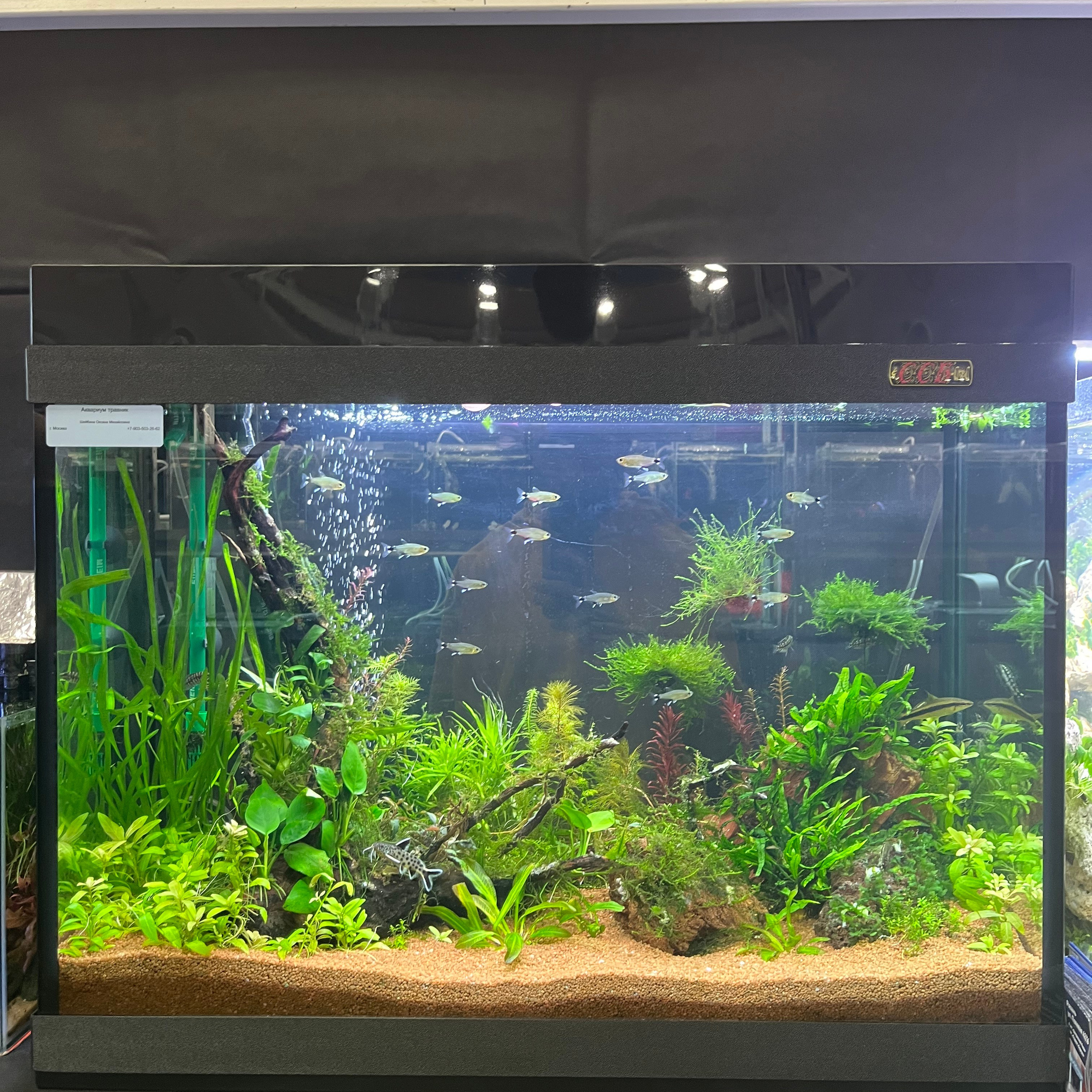 π΄ Π ΡΡΡΠΊΠΈΠ΅ Π°ΠΊΠ²Π°ΡΠΈΡΠΌΡ 2025. Home