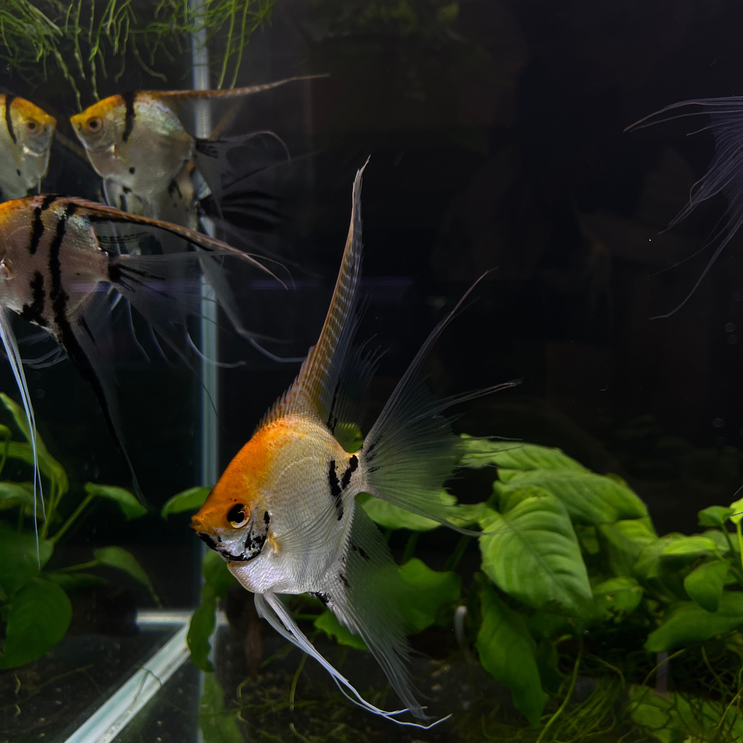 π΄ Π ΡΡΡΠΊΠΈΠ΅ Π°ΠΊΠ²Π°ΡΠΈΡΠΌΡ 2025. Home