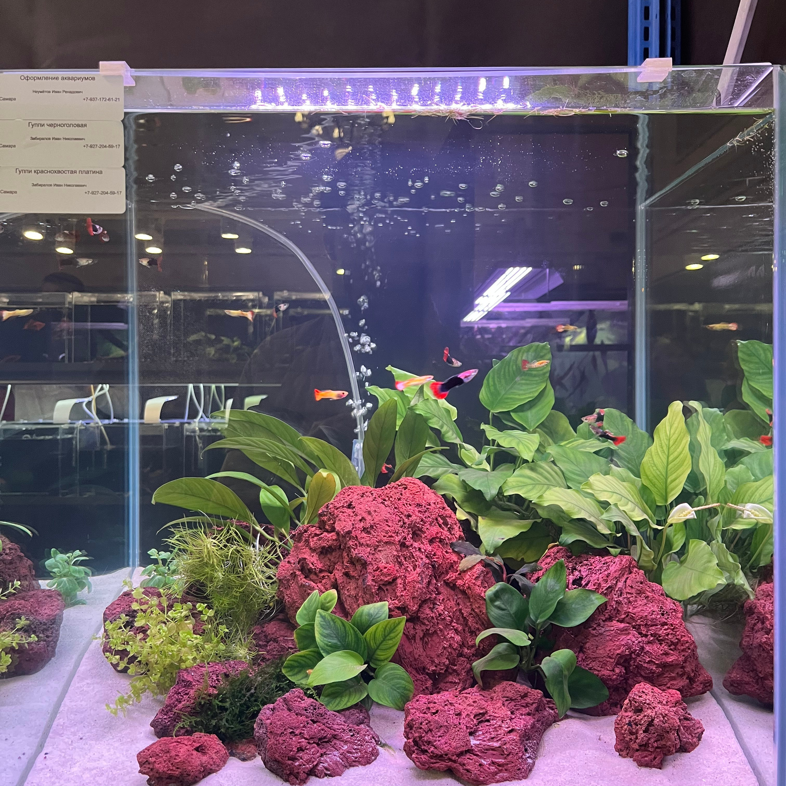 π΄ Π ΡΡΡΠΊΠΈΠ΅ Π°ΠΊΠ²Π°ΡΠΈΡΠΌΡ 2025. Home