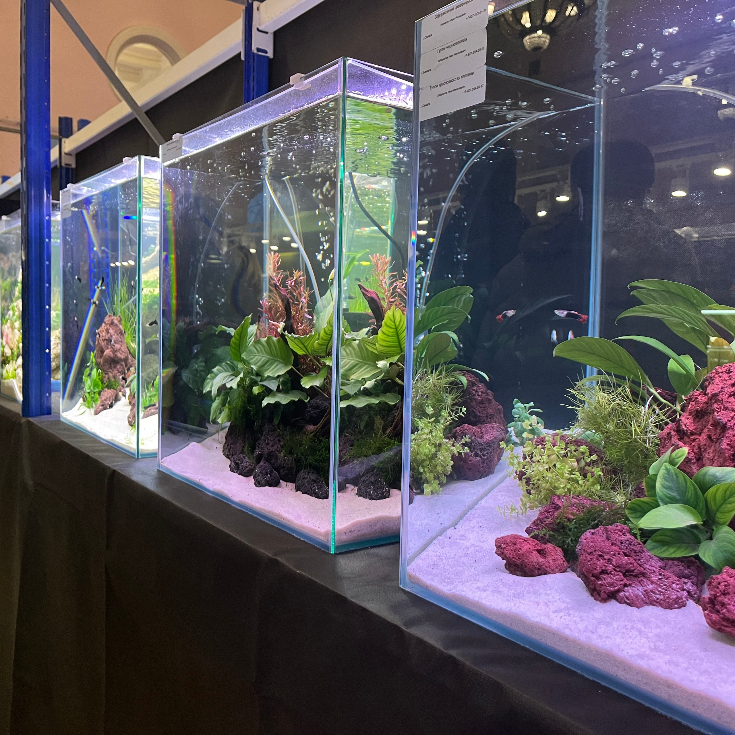 π΄ Π ΡΡΡΠΊΠΈΠ΅ Π°ΠΊΠ²Π°ΡΠΈΡΠΌΡ 2025. Home