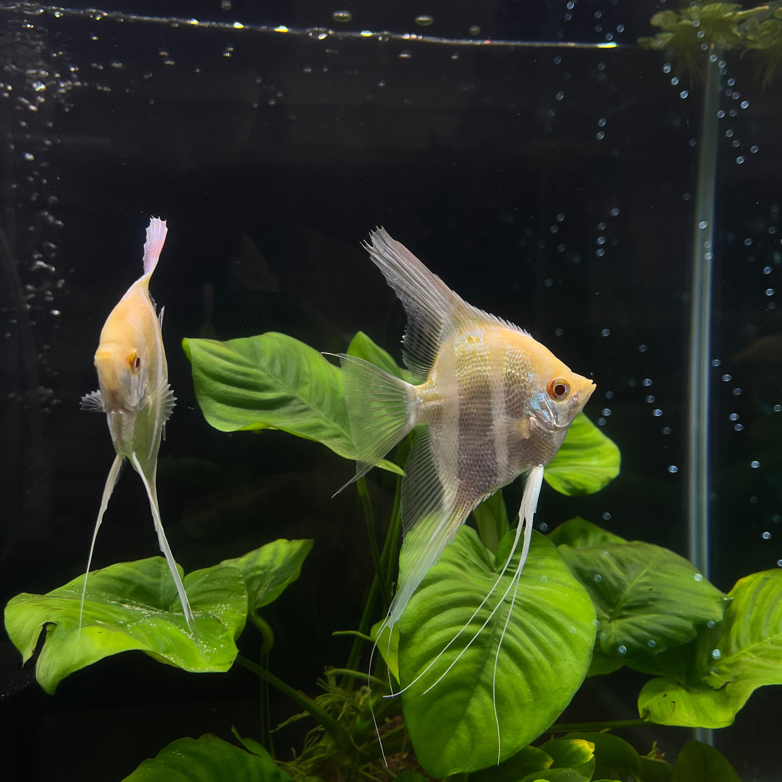 π΄ Π ΡΡΡΠΊΠΈΠ΅ Π°ΠΊΠ²Π°ΡΠΈΡΠΌΡ 2025. Home