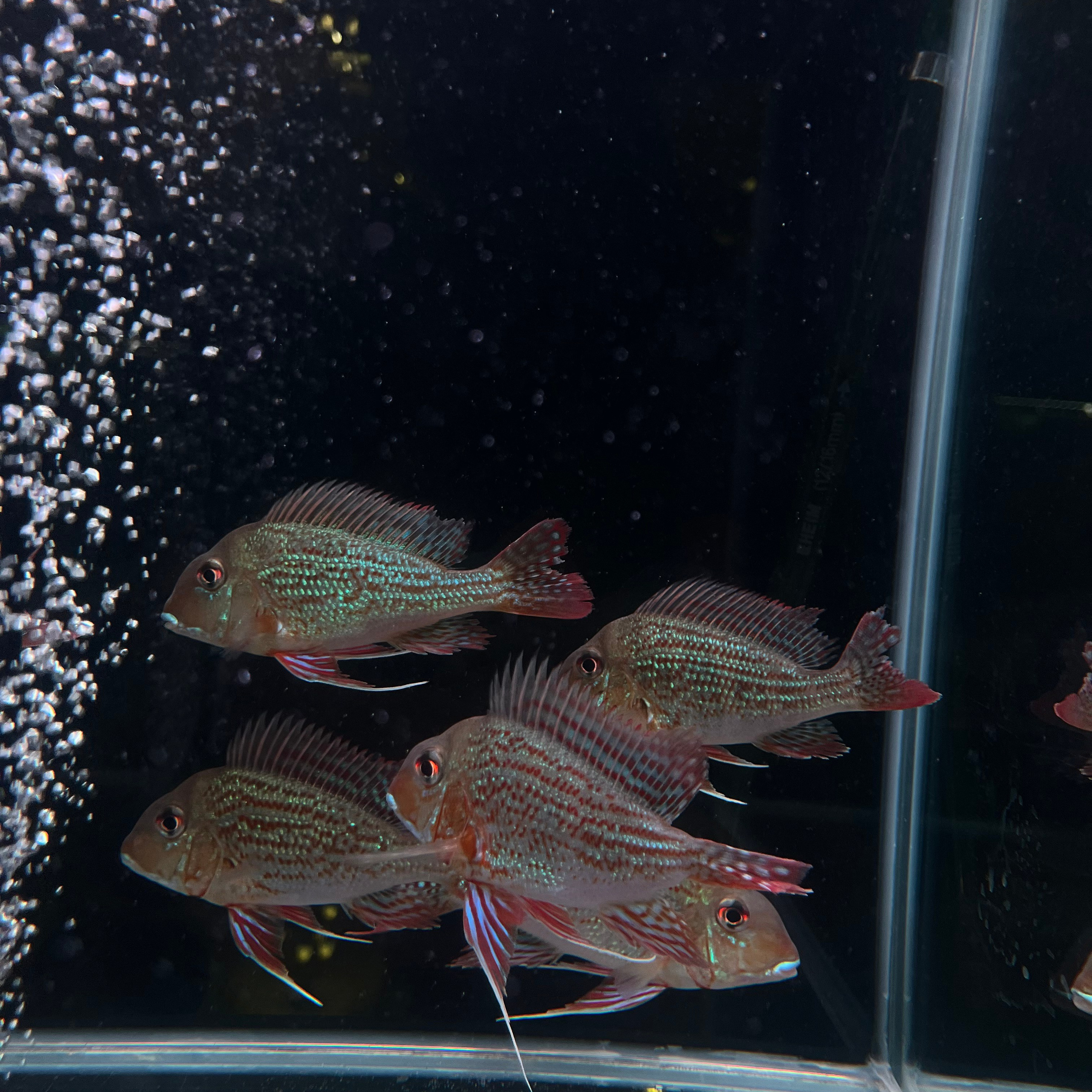 π΄ Π ΡΡΡΠΊΠΈΠ΅ Π°ΠΊΠ²Π°ΡΠΈΡΠΌΡ 2025. Home