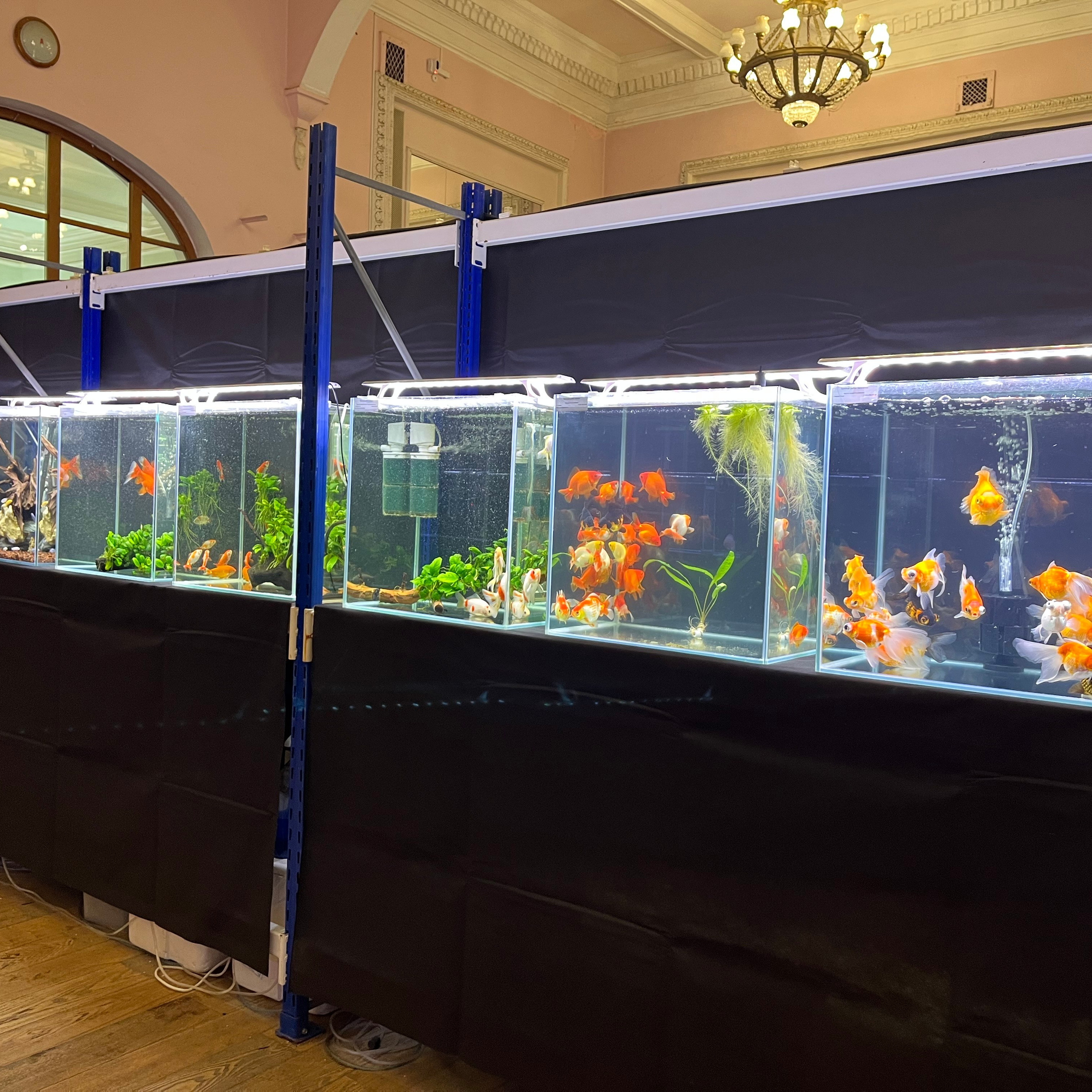 π΄ Π ΡΡΡΠΊΠΈΠ΅ Π°ΠΊΠ²Π°ΡΠΈΡΠΌΡ 2025. Home