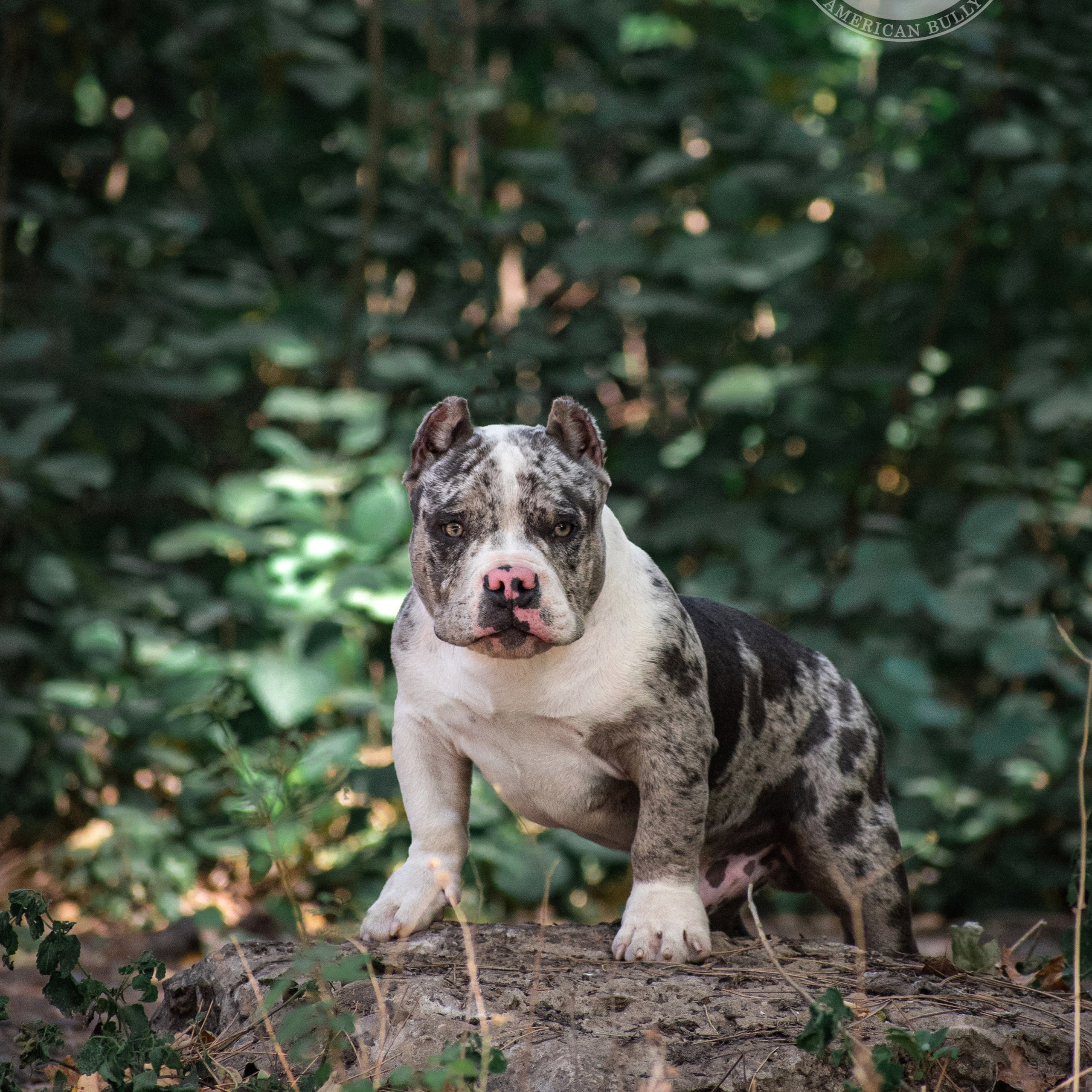 Барон - кобель американский булли в мраморном окрасе, живет в краснодаре