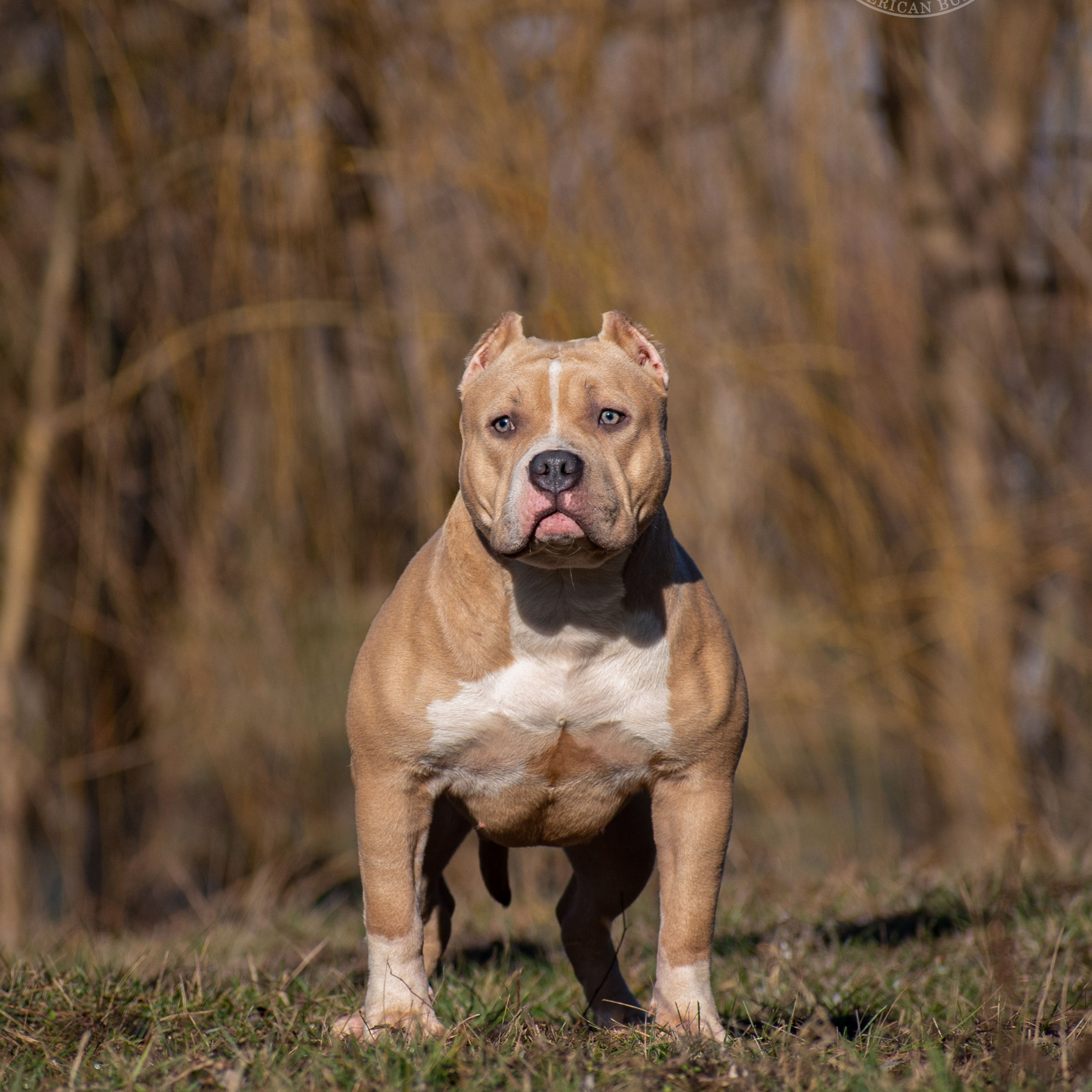 Рокси - сука американский булли стандарт