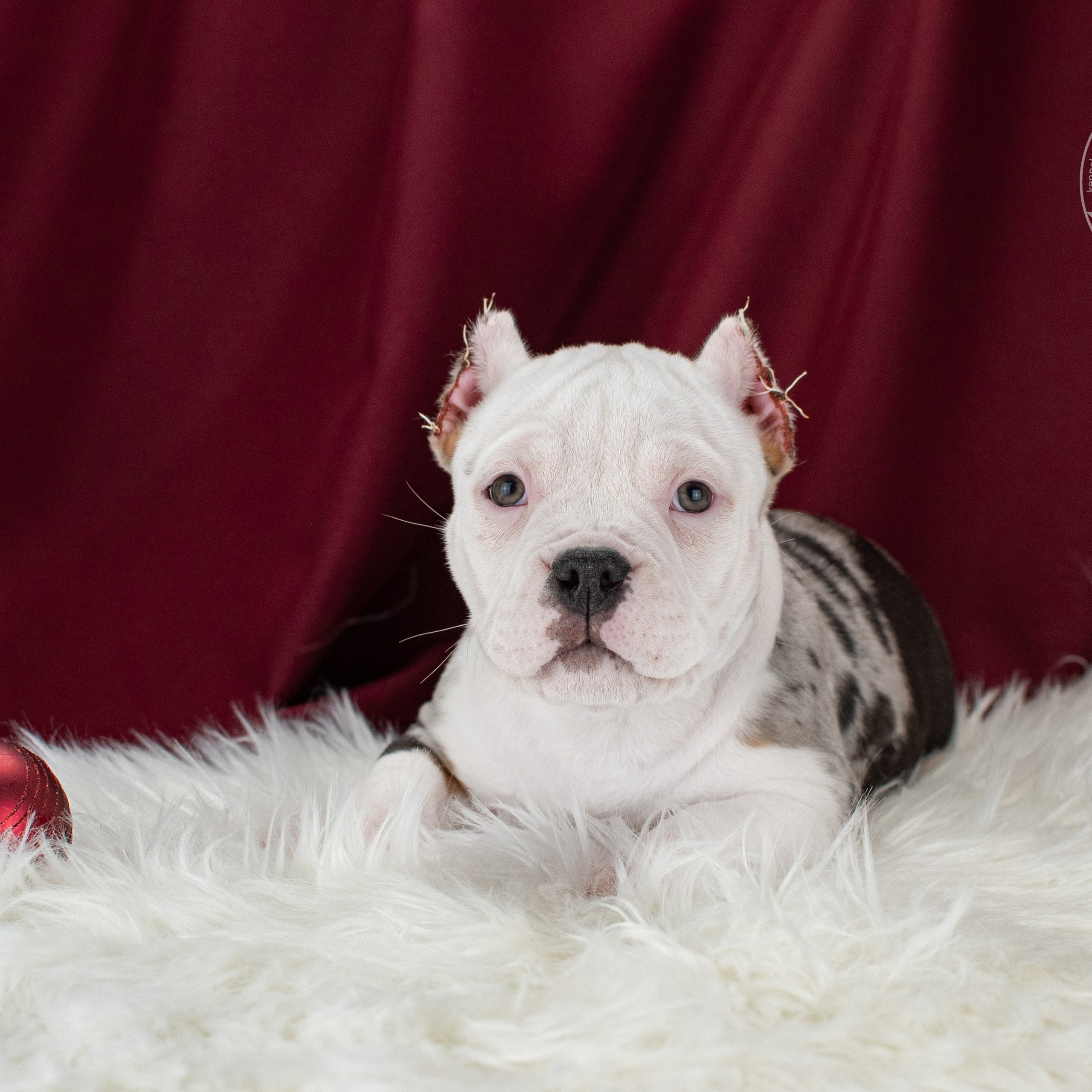 Арни - сука в мраморном окрасе, живет в Москве