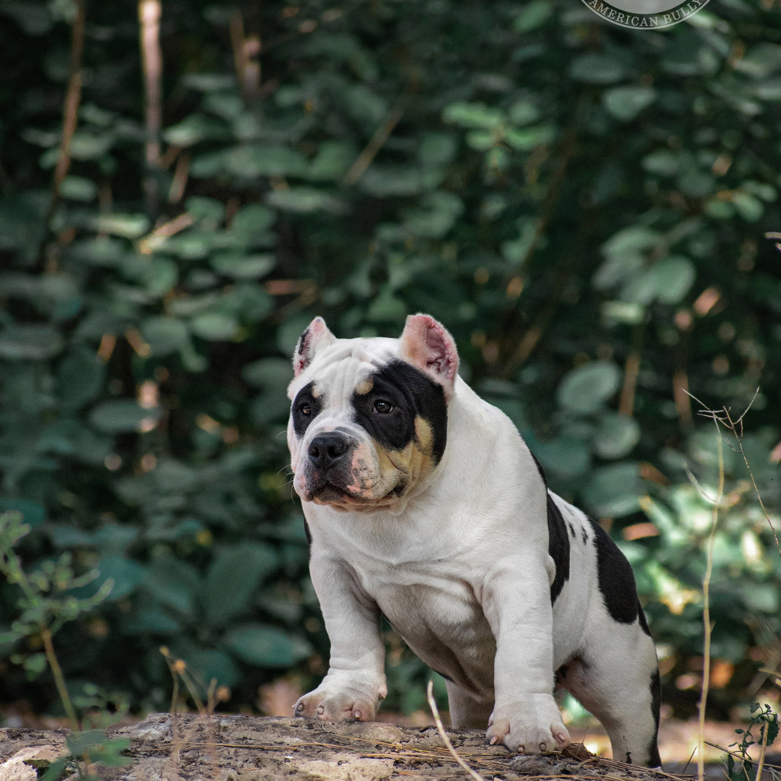 Лео - кобель щенок покет американский булли в коровьем окрасе, живет в Москве