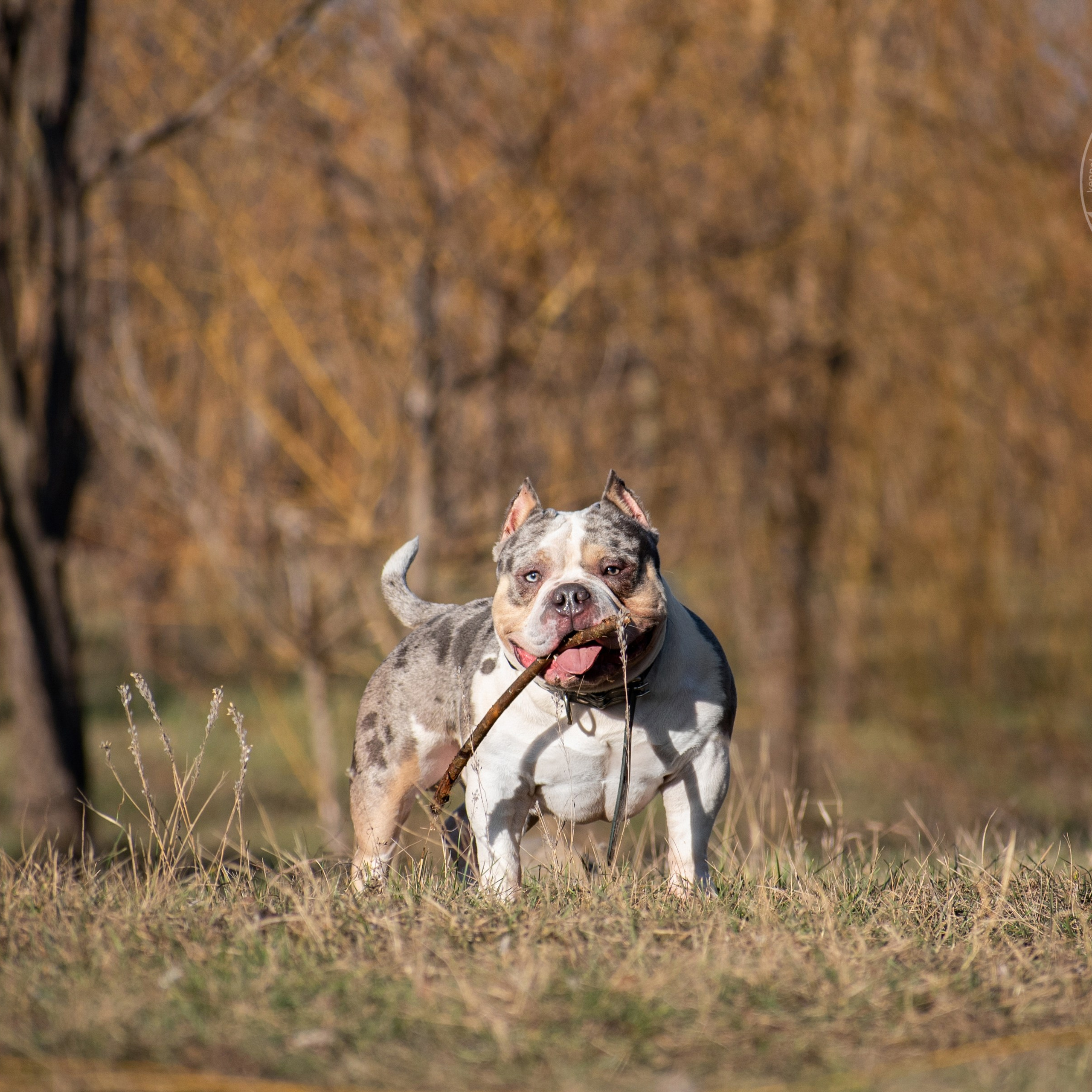 Каспер - кобель американский булли покет
