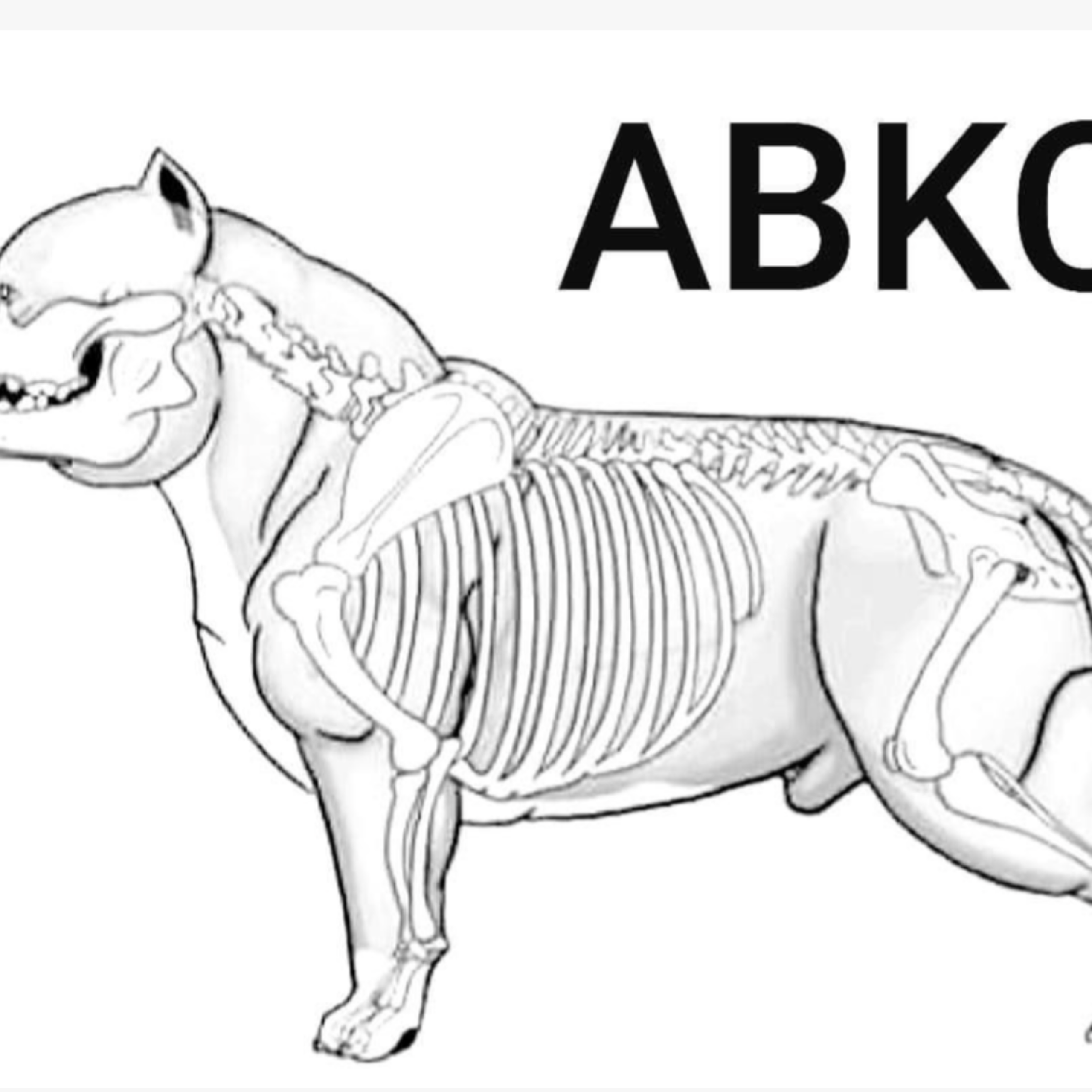 Ангуляция Американского Булли: углы конечностей и анатомия