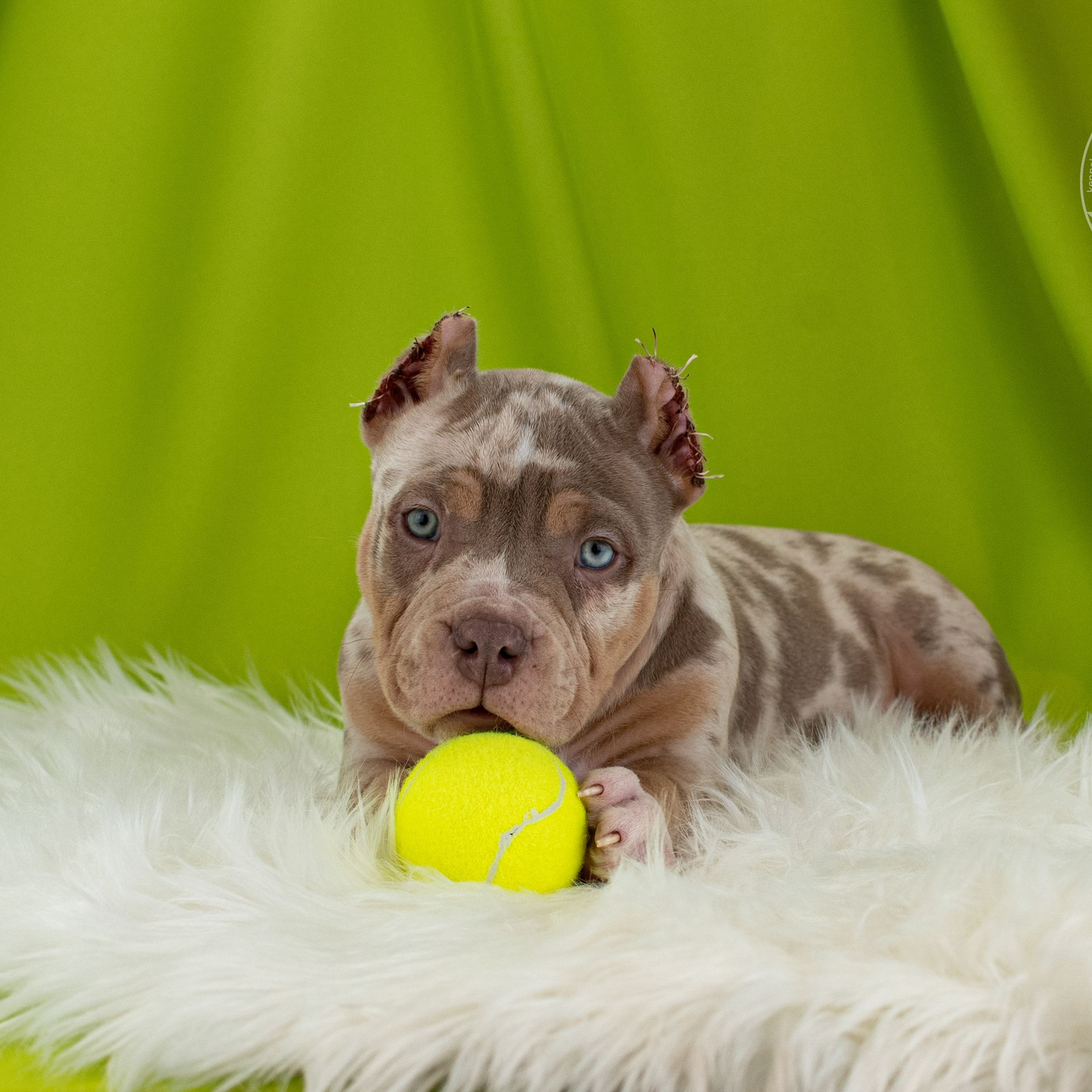 Зидан - кобель покет американский булли в окрасе лиловый мерль, живет в Уфе