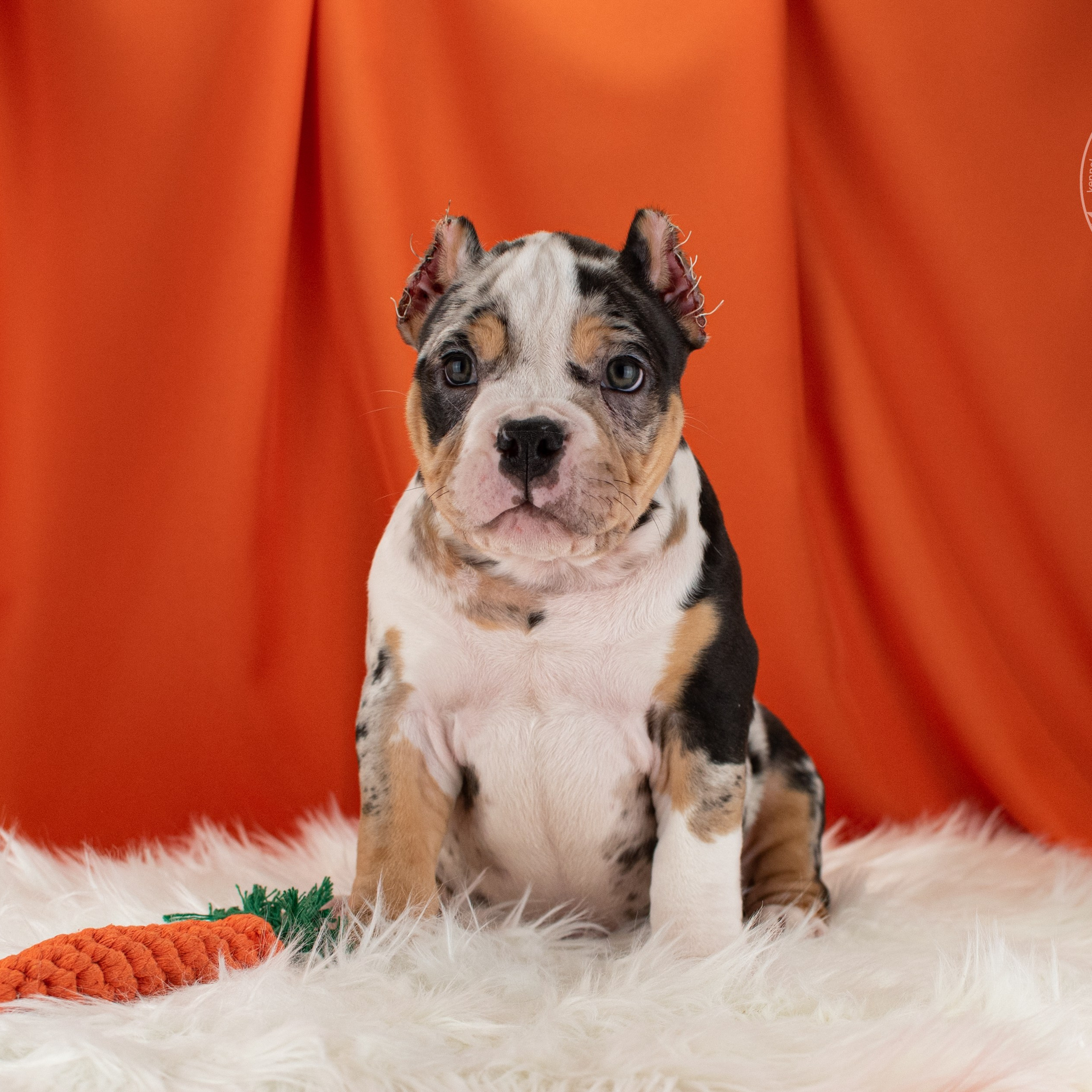 Руфус - живет в Новом-Уренгое, кобель в окрасе черный мерль, в типе покет