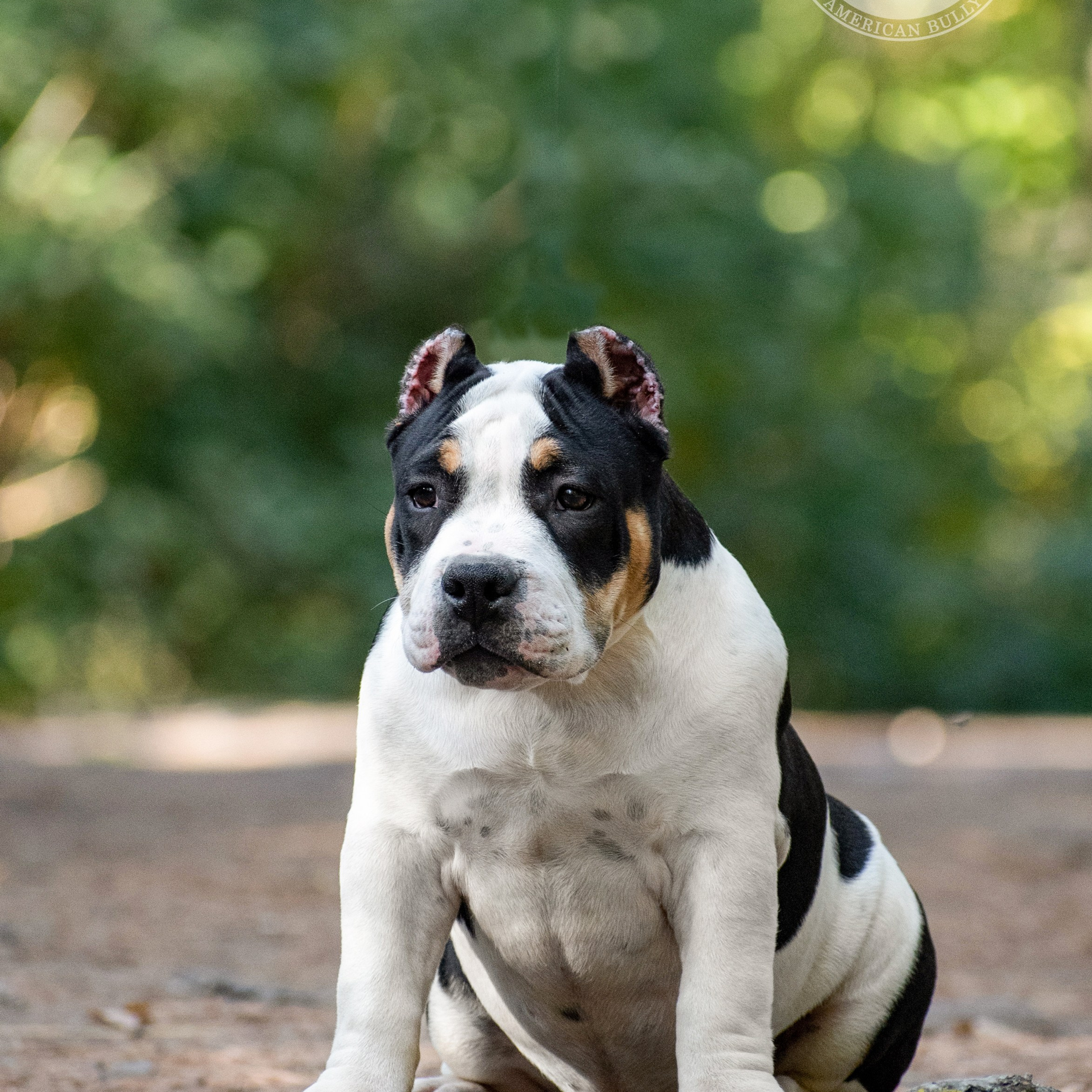 Хейди - сука в черно-белом окрасе, в типе стандарт, живет в Новороссийске