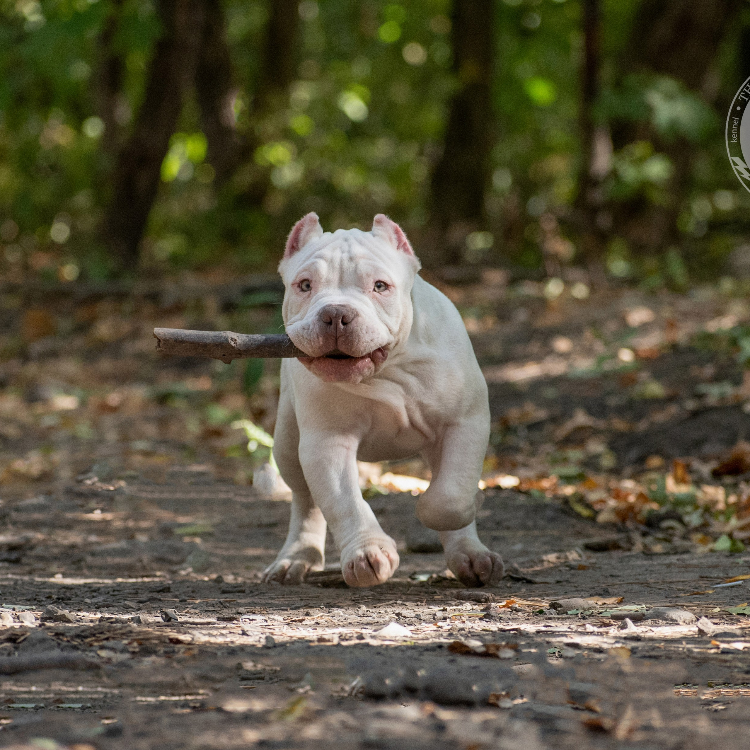 Хадсон - кобель в белом окрасе американский булли покет, живет в Ставрополе
