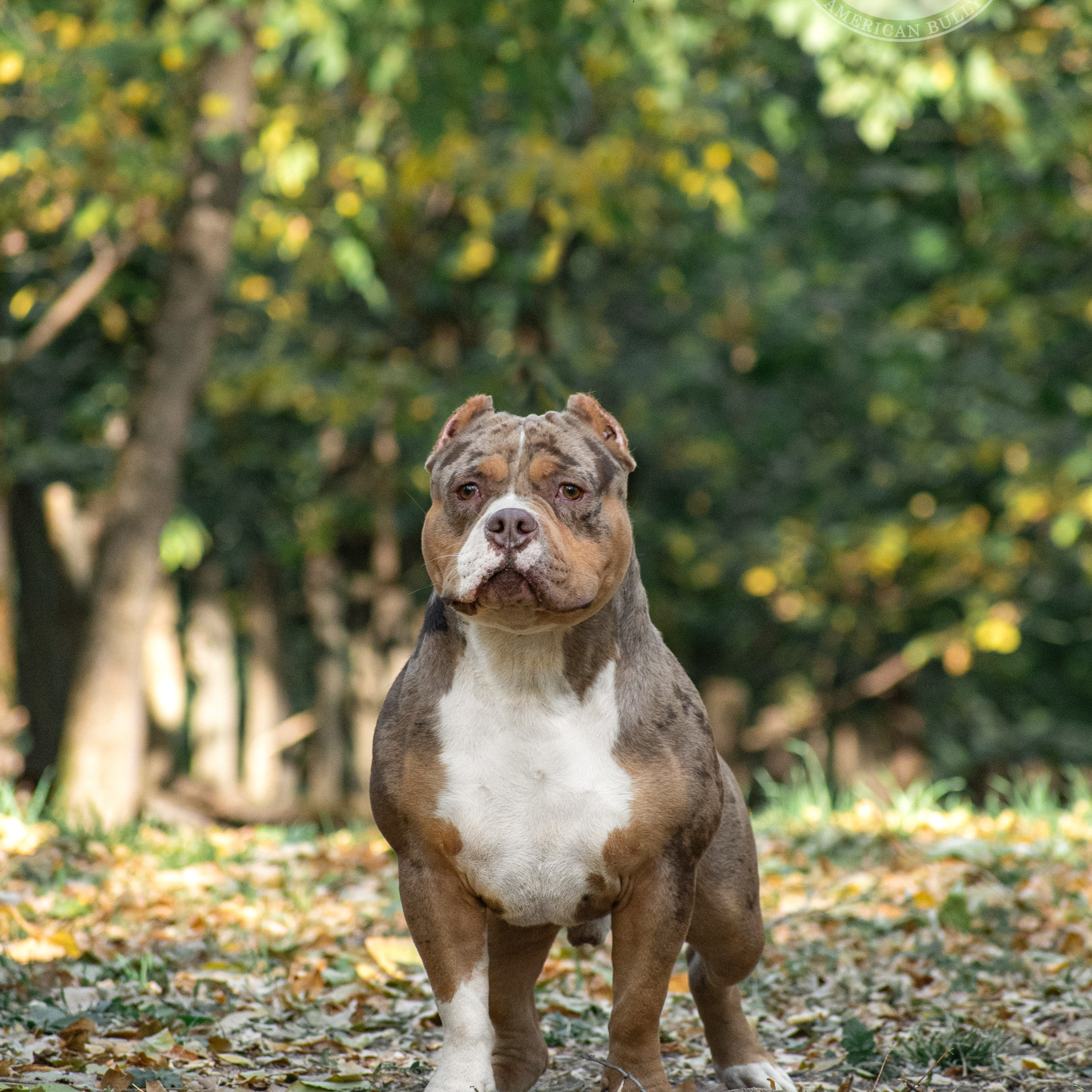 Арчи - кобель американский булли классик